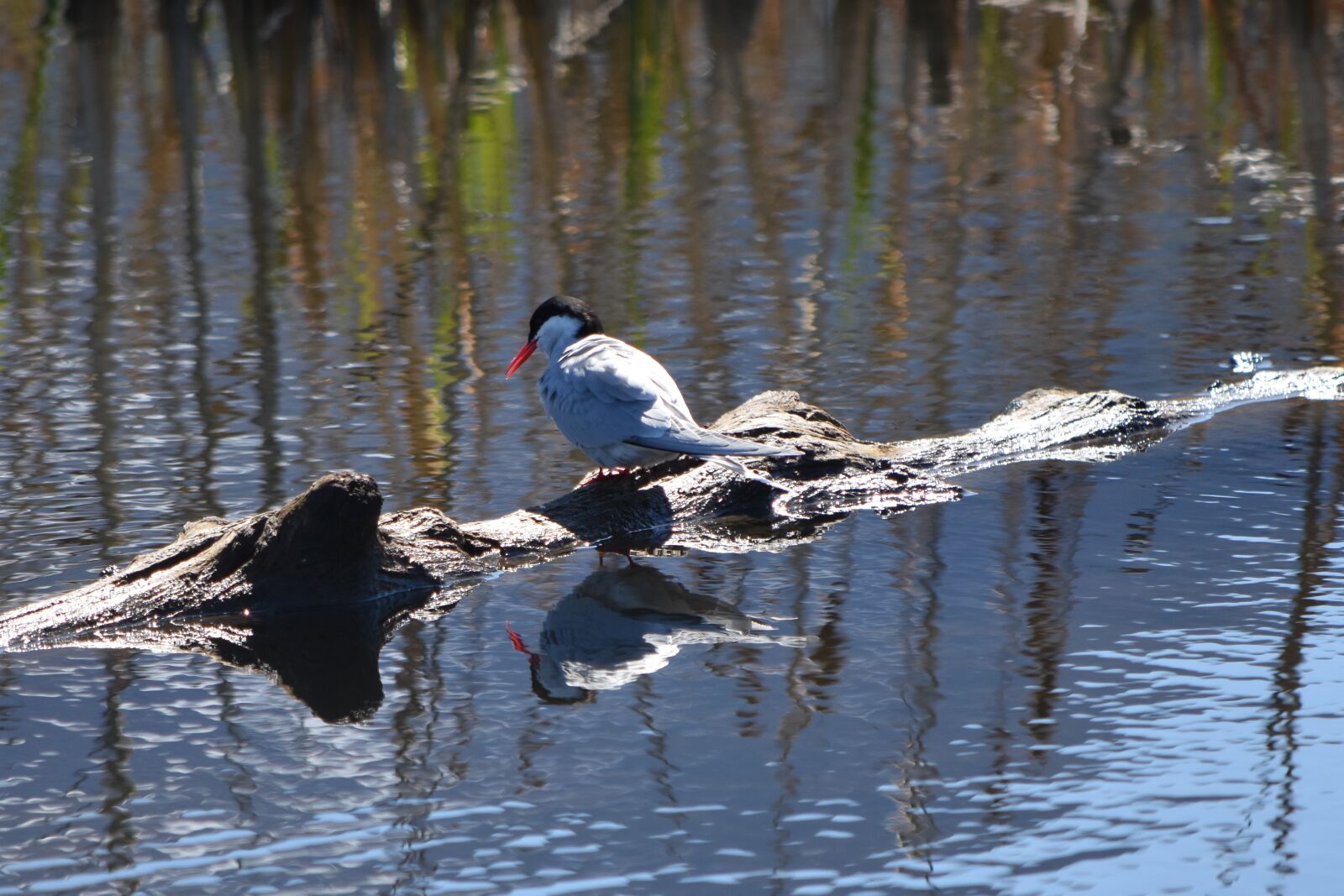 Nikon D7200 sample photo. Bird, reflection, water photography