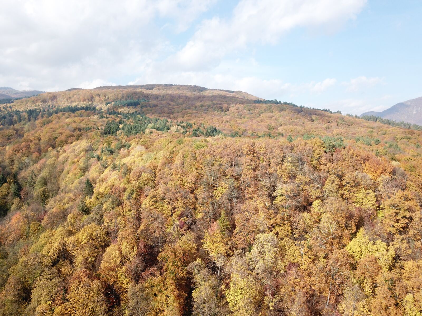 DJI FC220 sample photo. Forest landscape, drone shot photography