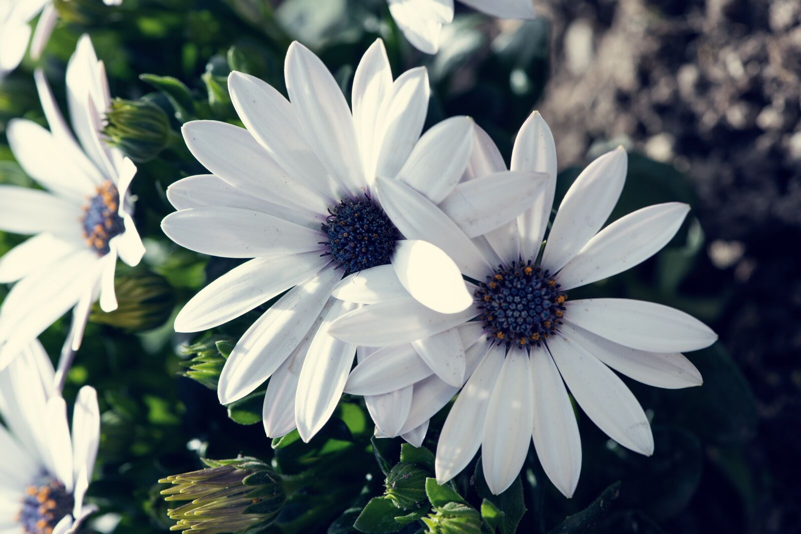 Nikon D750 sample photo. Cape daisies, flower, flowers photography