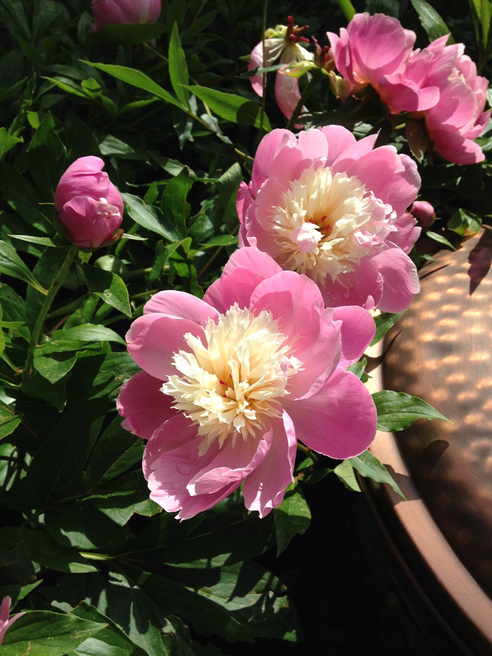 iPhone 5c back camera 4.12mm f/2.4 sample photo. Peonies, blossoms, garden photography