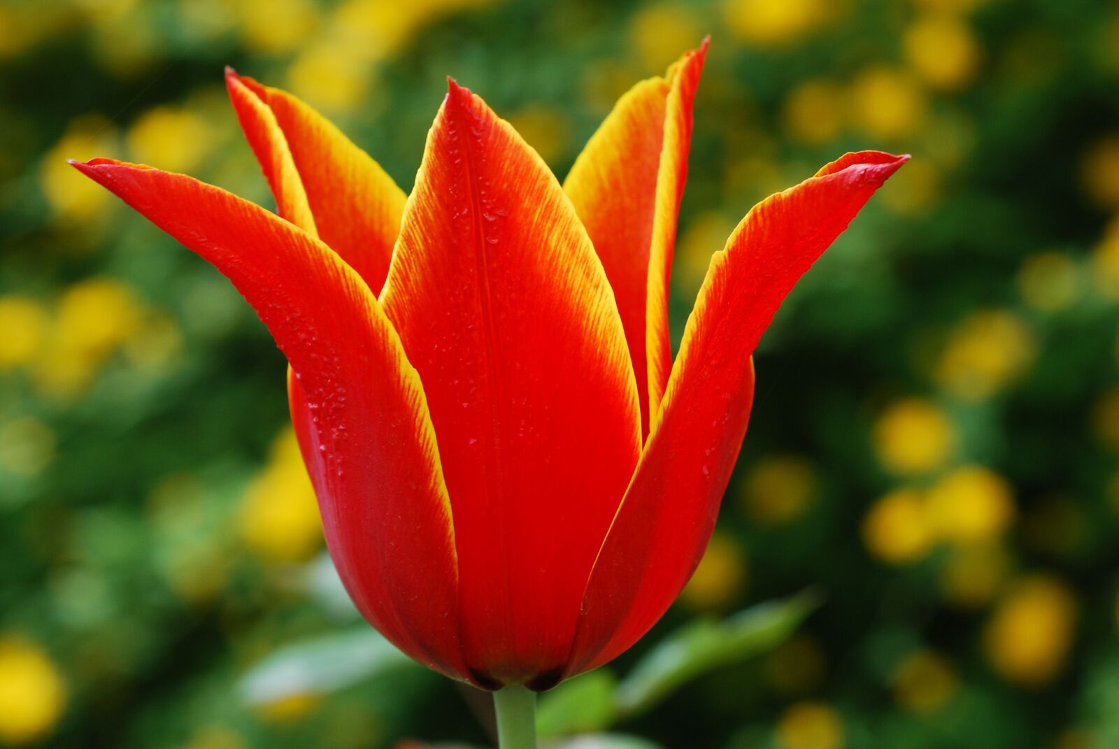 Nikon D80 sample photo. Flower, tulip, red photography