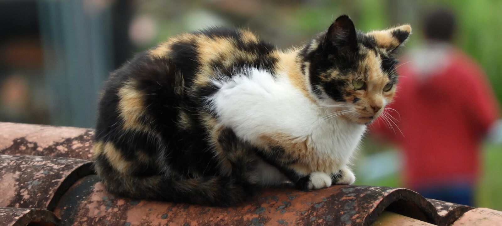 Nikon Coolpix B700 sample photo. Fauna, cat, feline photography