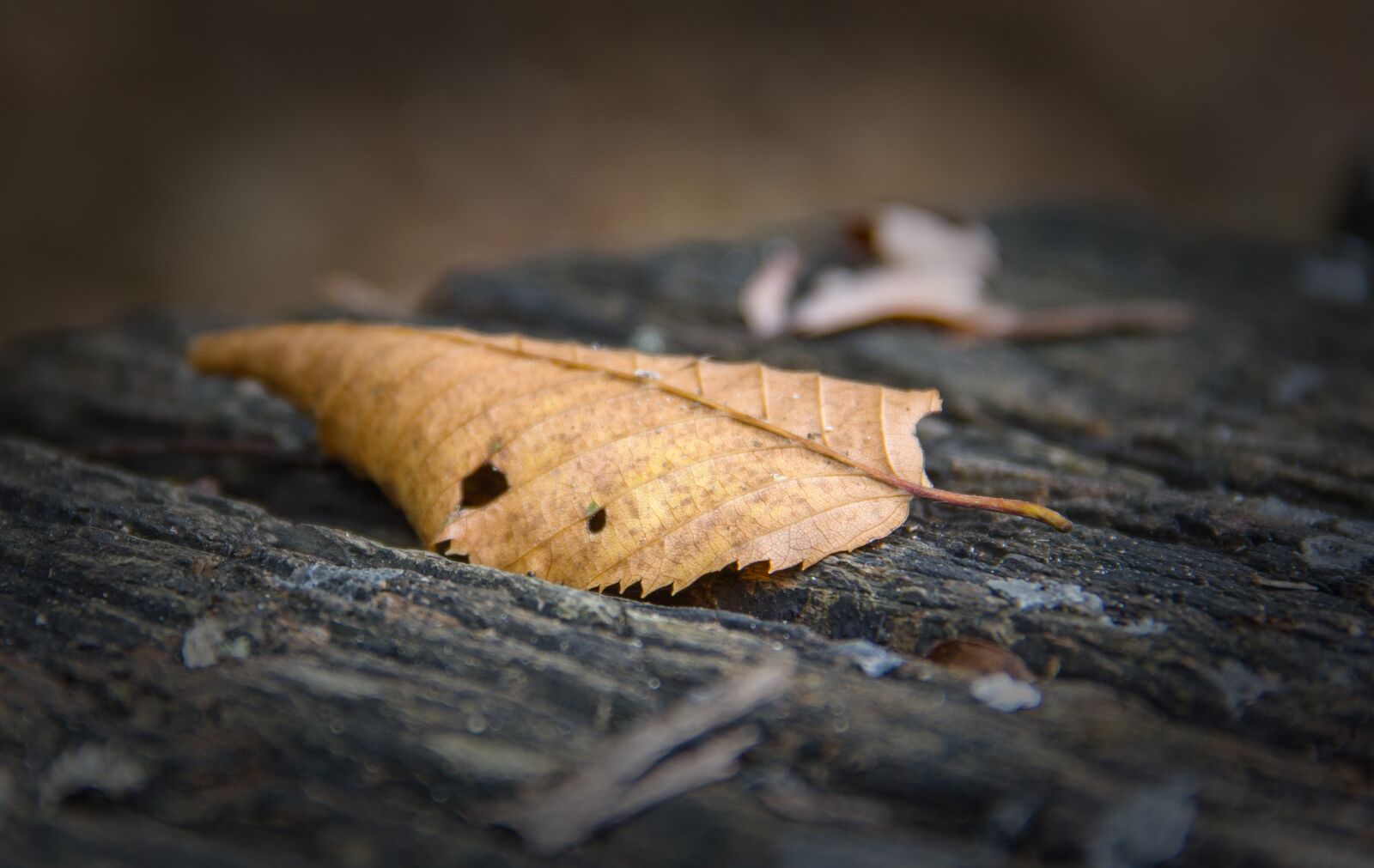 Canon EOS 550D (EOS Rebel T2i / EOS Kiss X4) sample photo. Autumn leaf, alone, leaf photography