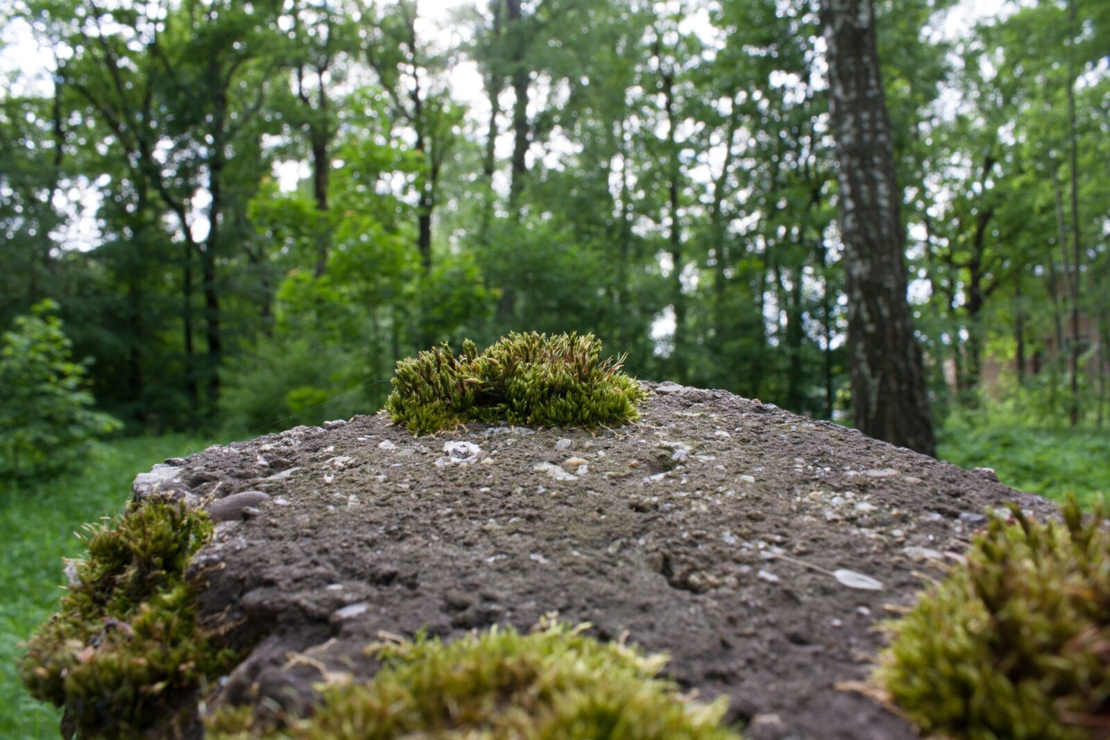 Canon EOS 1000D (EOS Digital Rebel XS / EOS Kiss F) + Canon EF-S 18-55mm F3.5-5.6 IS sample photo. Moss, stone, macro photography