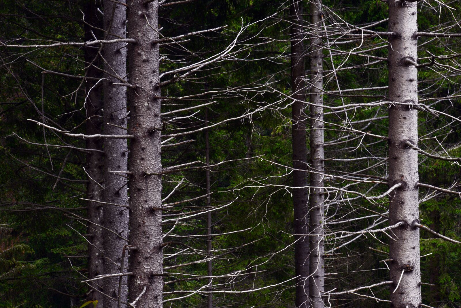 Nikon D610 sample photo. Pine tree, wood, forest photography