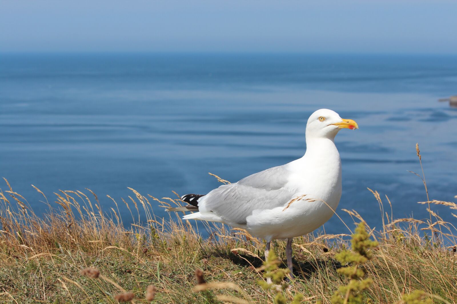 Canon EF-S 55-250mm F4-5.6 IS II sample photo. Gull, helgoland, bird photography