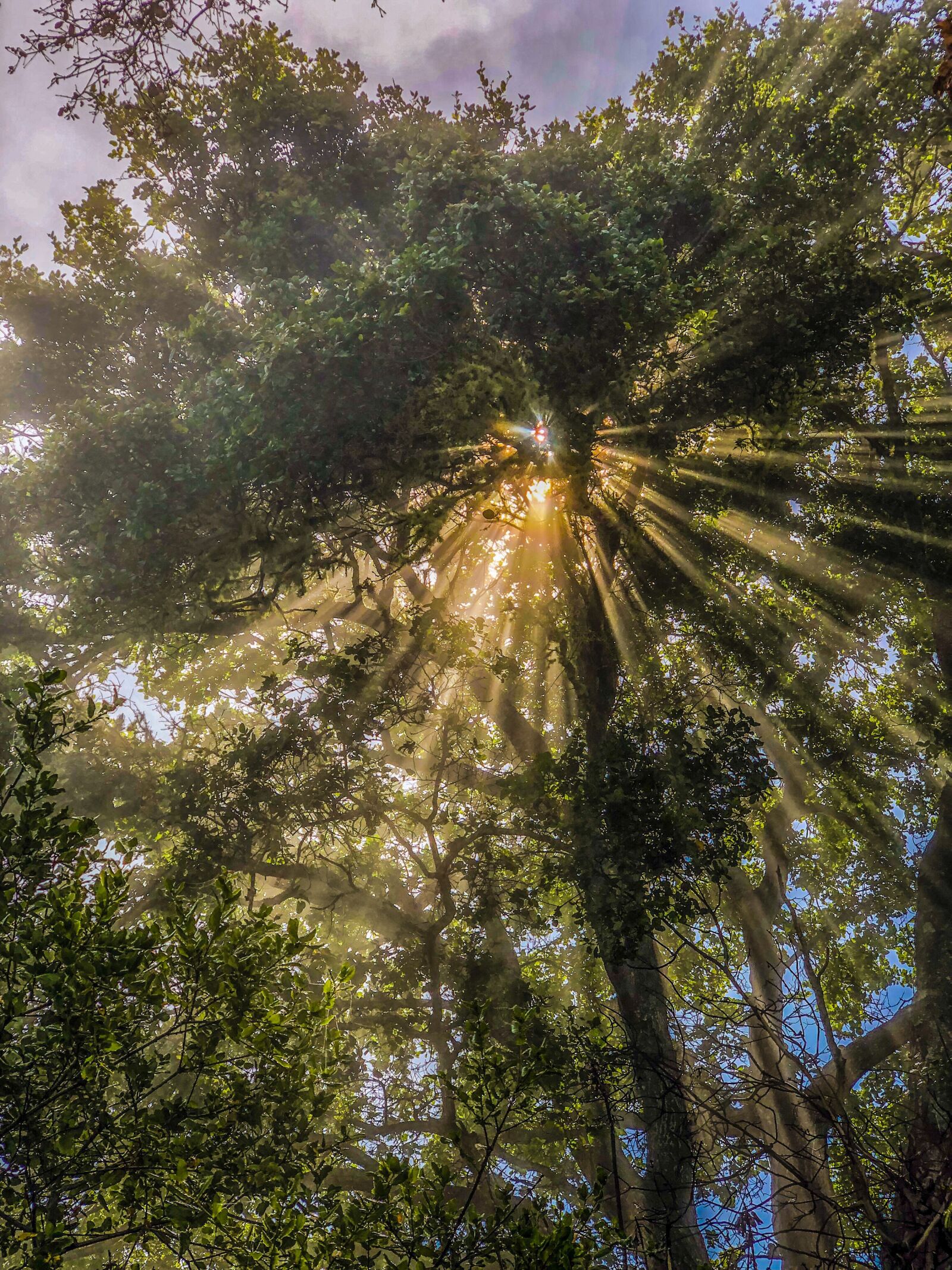 iPhone X back dual camera 6mm f/2.4 sample photo. Sunlight, trees, forest photography