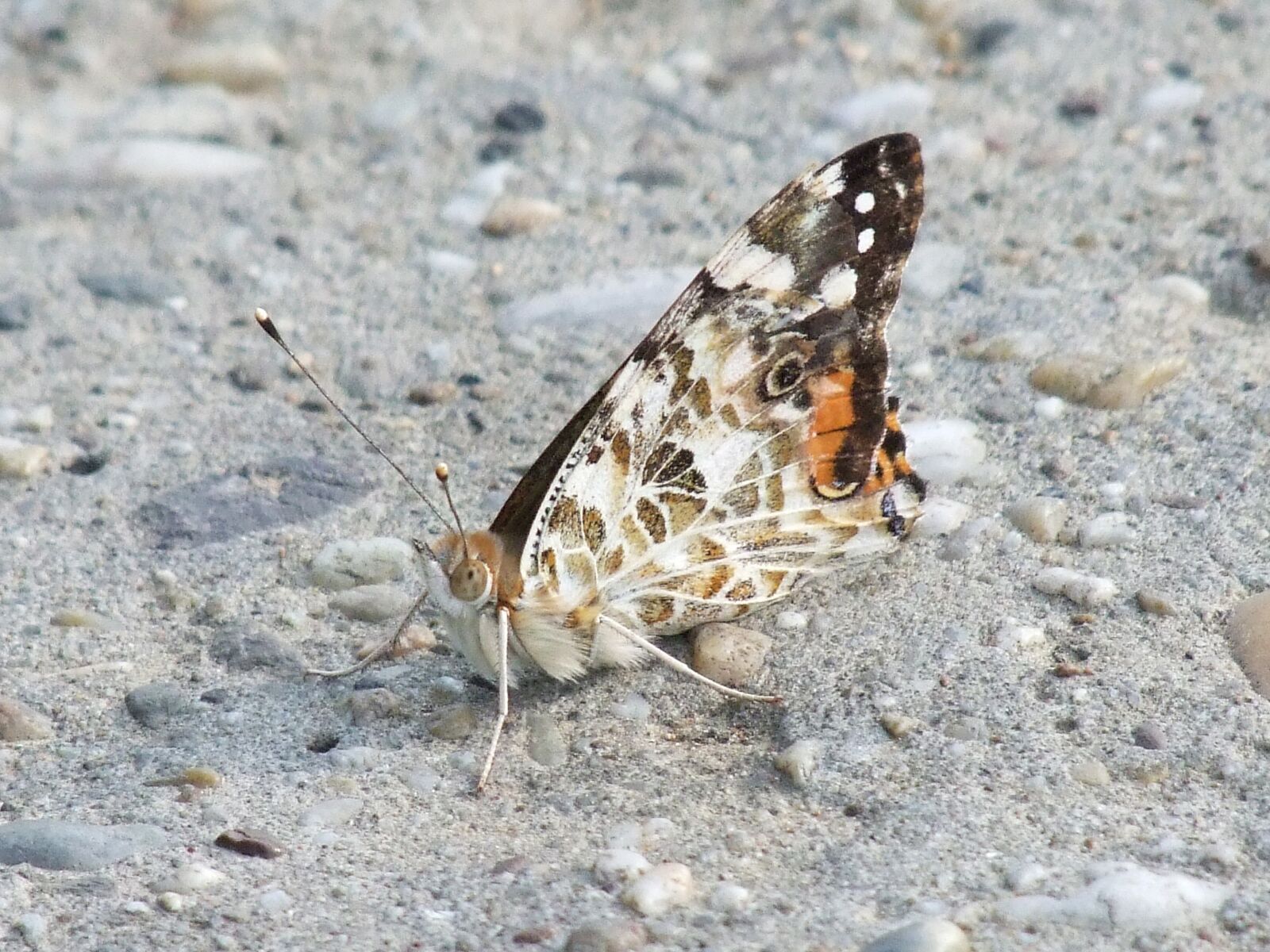 Fujifilm FinePix S100fs sample photo. Butterfly, insect, beauty photography