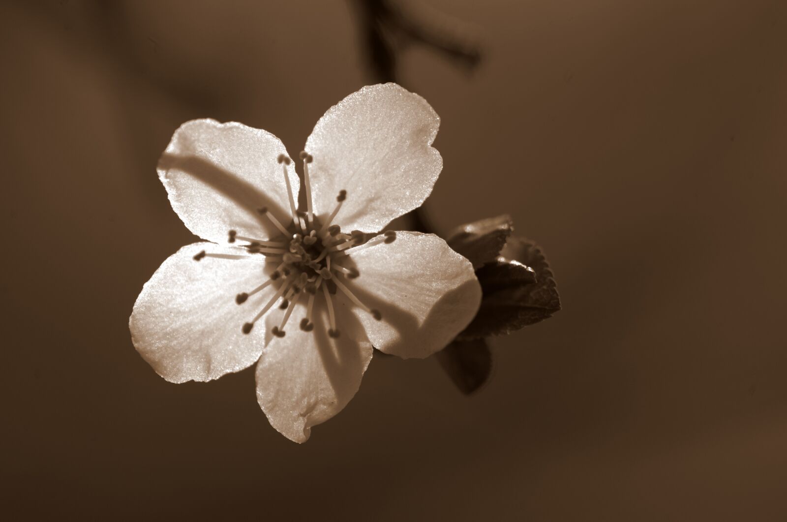 Pentax K-30 sample photo. Cherry blossom, blossom, bloom photography