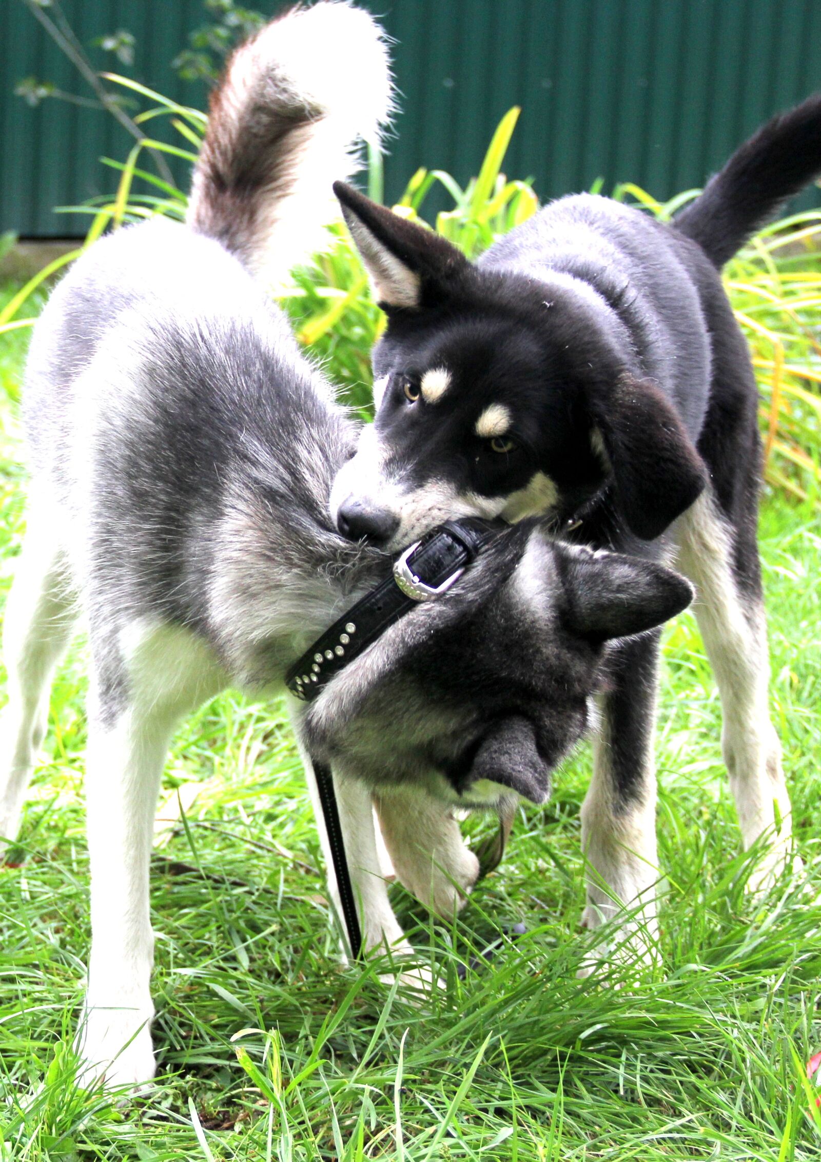 Canon EF-S 18-135mm F3.5-5.6 IS sample photo. Husky, volkosob, game photography