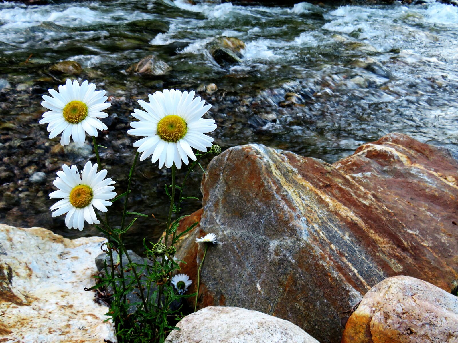 Canon PowerShot SX540 HS + 4.3 - 215.0 mm sample photo. Daisies, flower, nature photography
