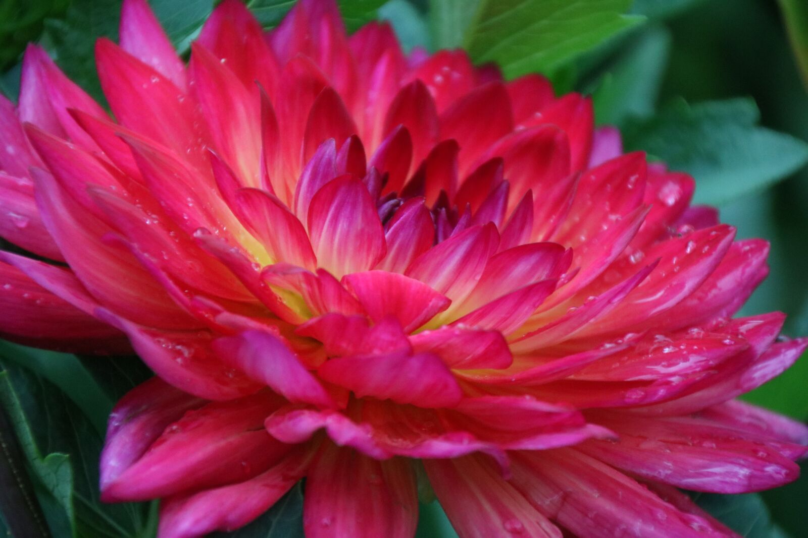Canon EOS 750D (EOS Rebel T6i / EOS Kiss X8i) sample photo. Flower, red, plant photography
