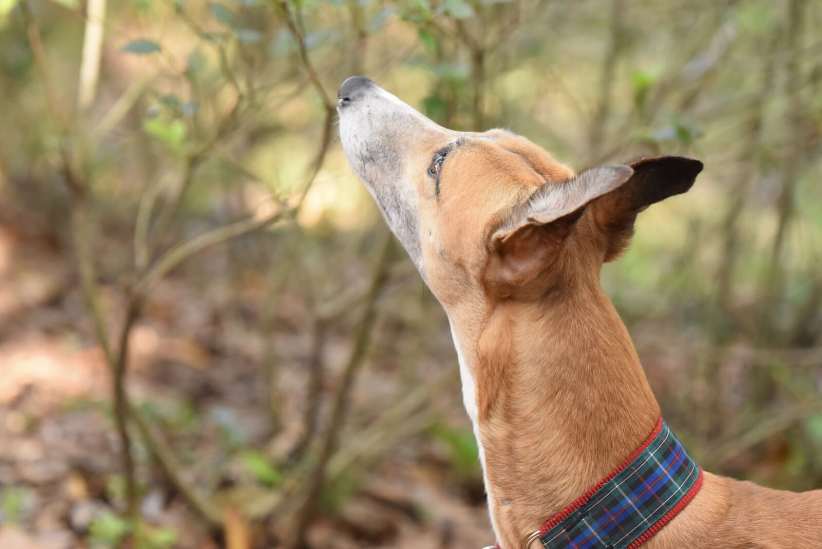 Nikon D5500 sample photo. Greyhound, sight hound, dog photography
