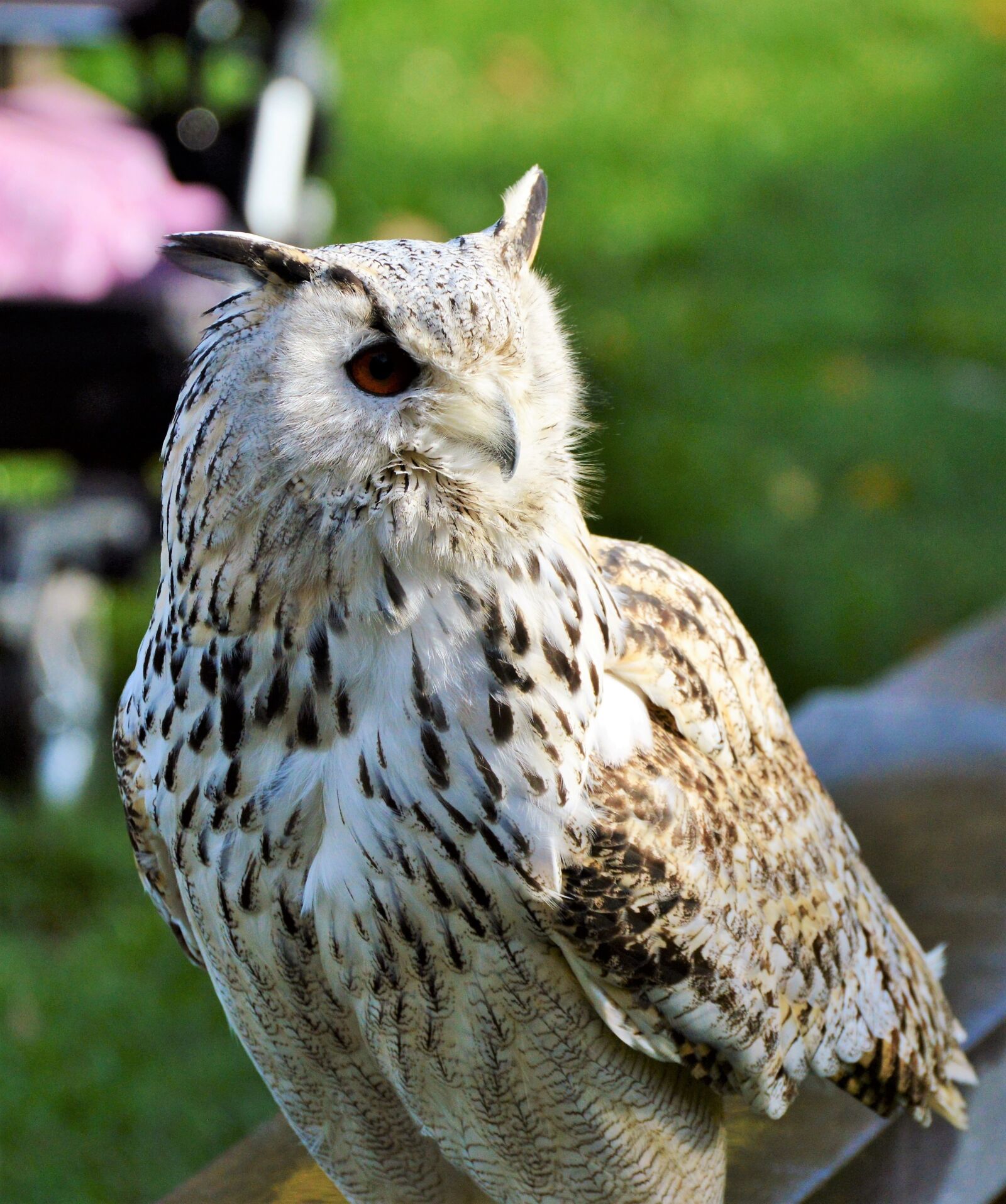 Nikon D3200 sample photo. Barn owl, owl, raptor photography