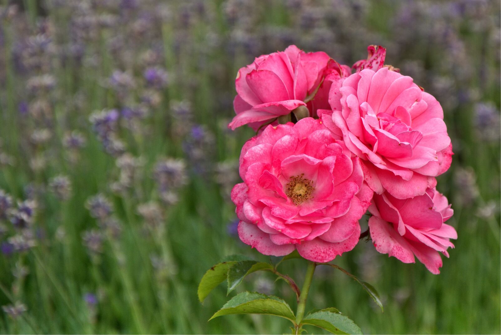 18.0-105.0mm f/3.5-f/5.6 sample photo. Rose, blossom, bloom photography