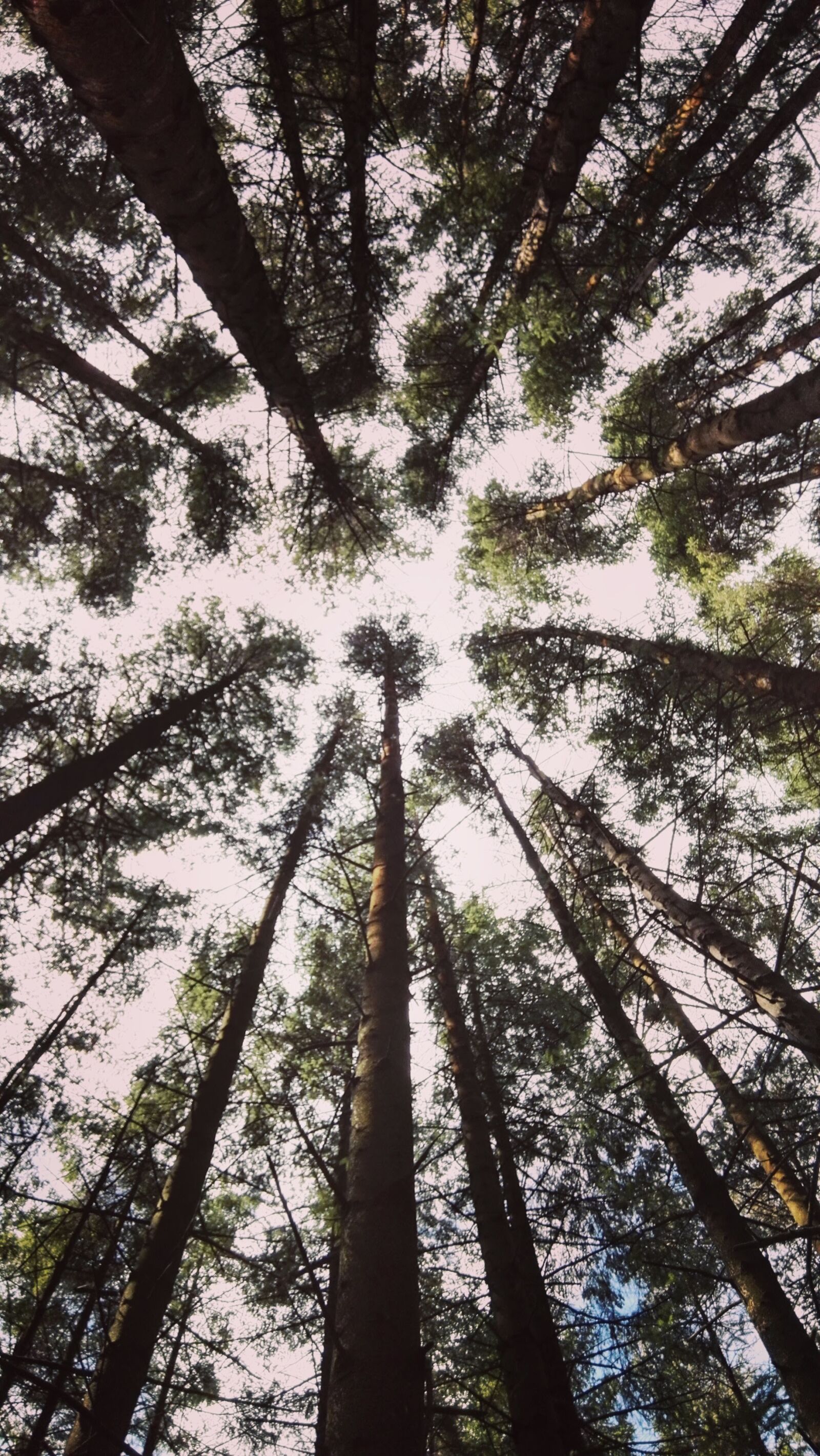 HUAWEI GRA-L09 sample photo. Forest, trees, nature photography