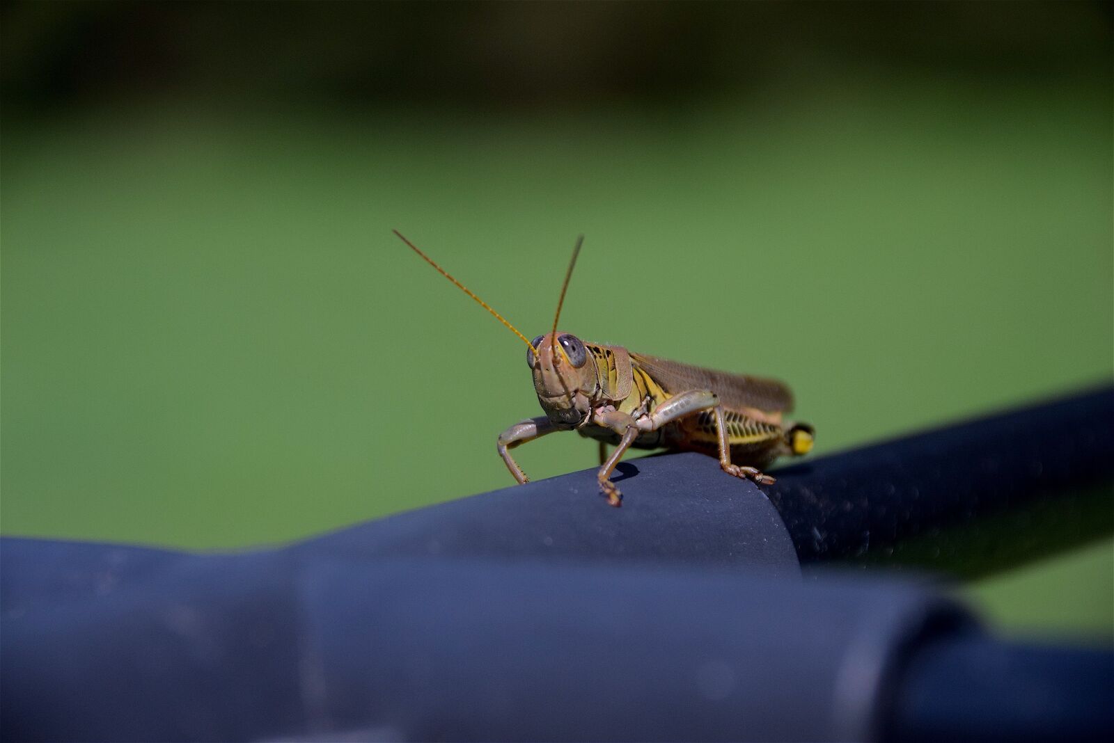 Nikon D3300 sample photo. Grasshopper, insect, nature photography