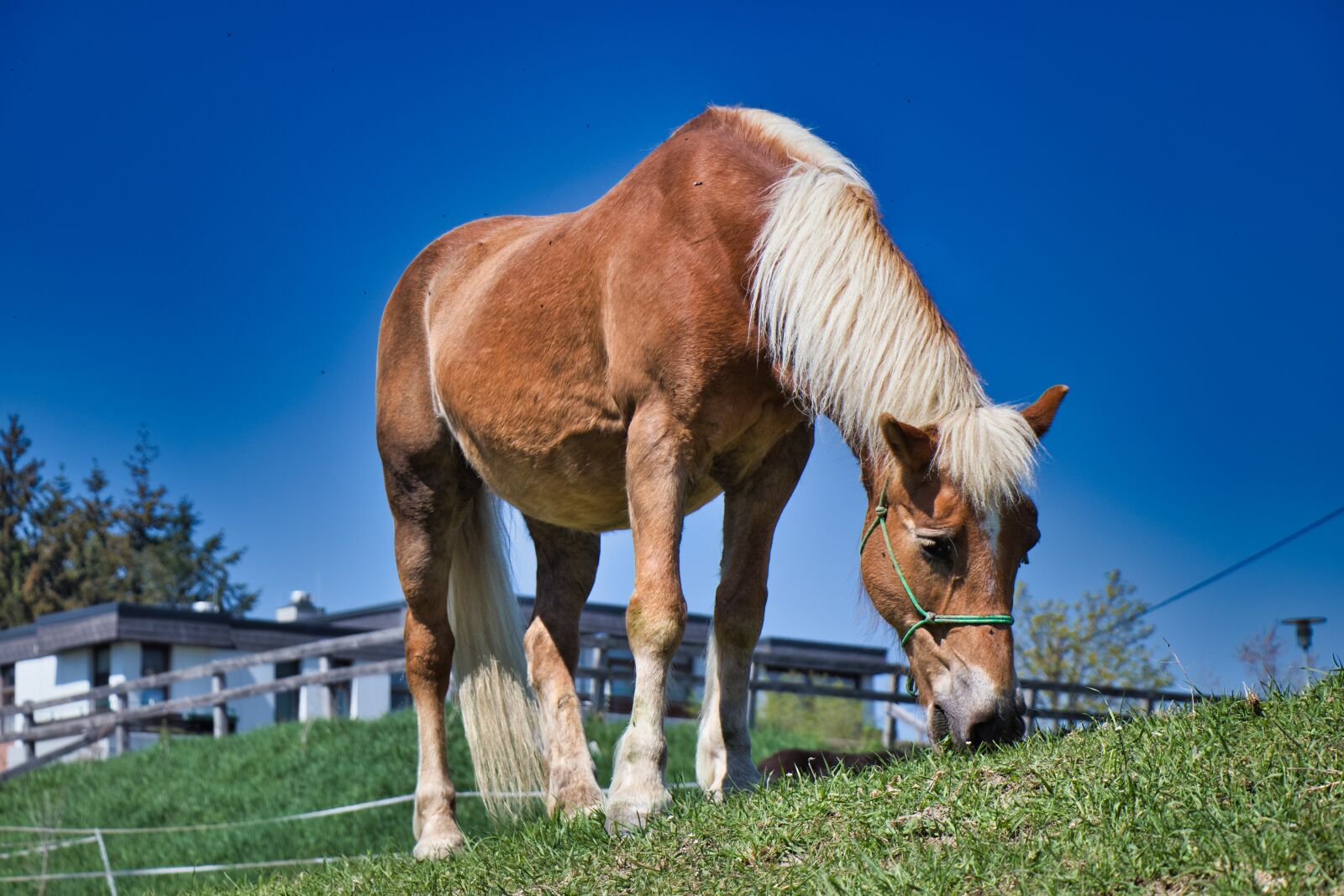 Canon EOS 77D (EOS 9000D / EOS 770D) sample photo. Natur, pferd, tier photography