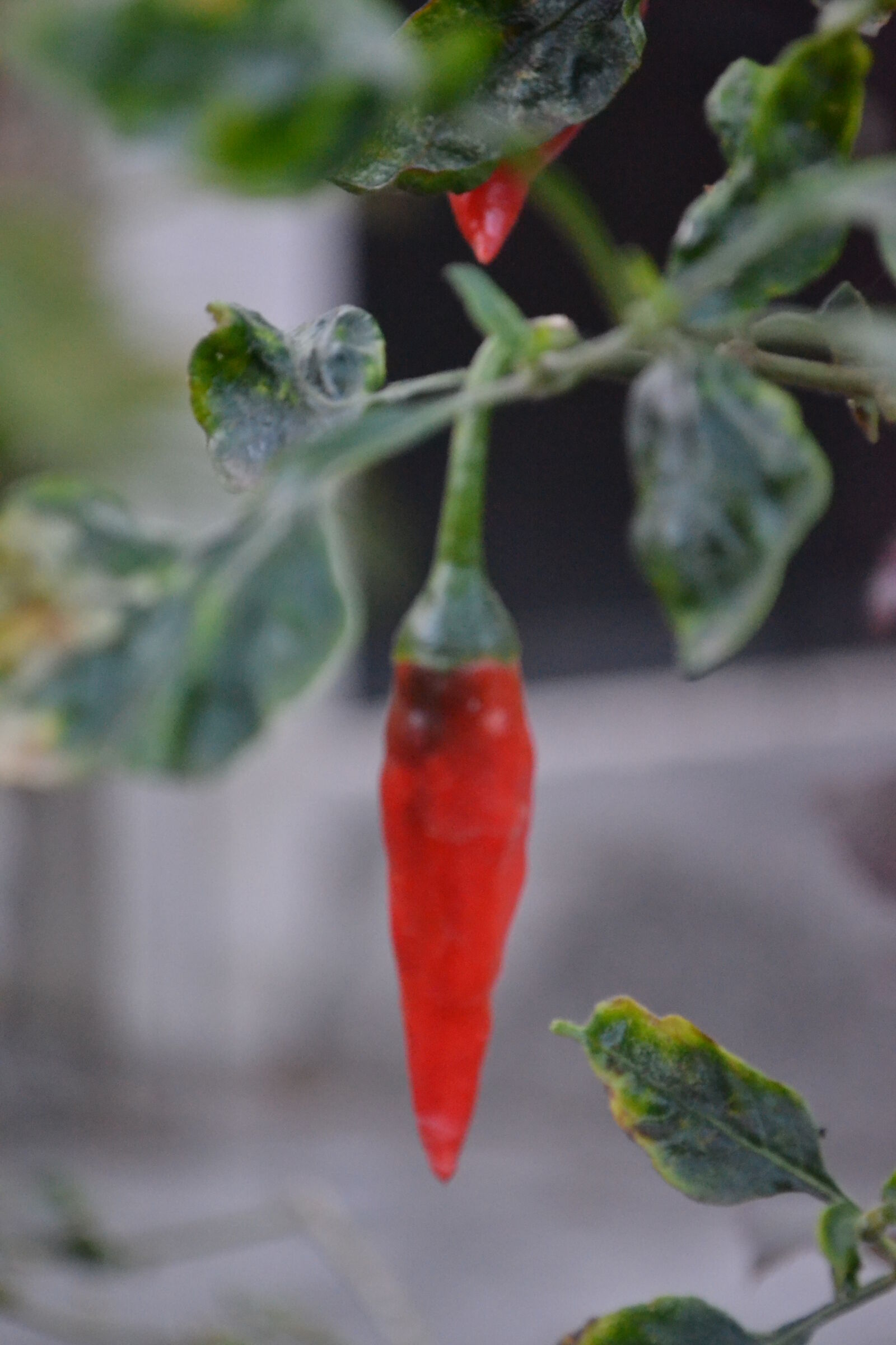 Nikon D3100 sample photo