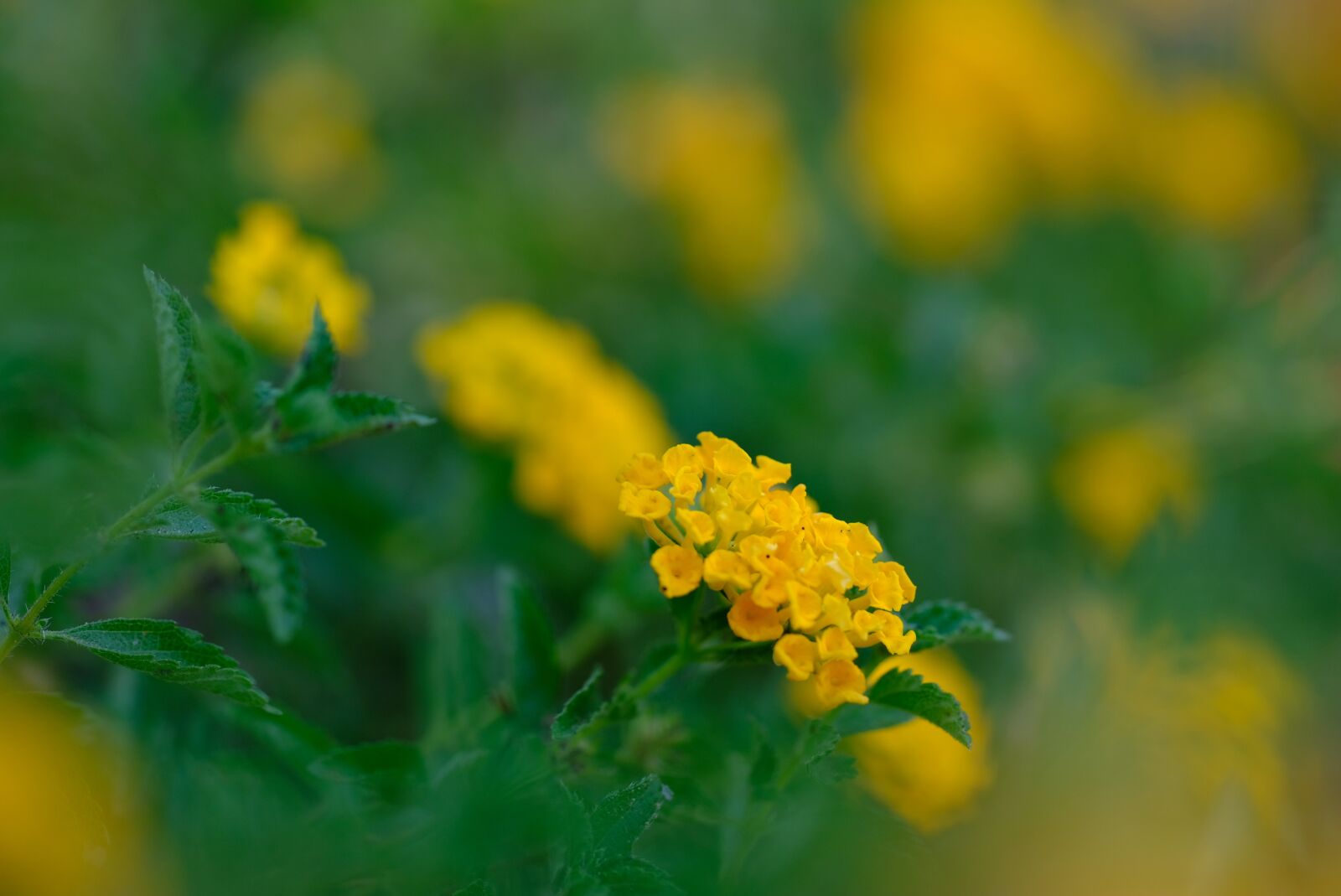 Fujifilm X-H1 + Fujifilm XF 90mm F2 R LM WR sample photo. Flowers, nature, bloom photography