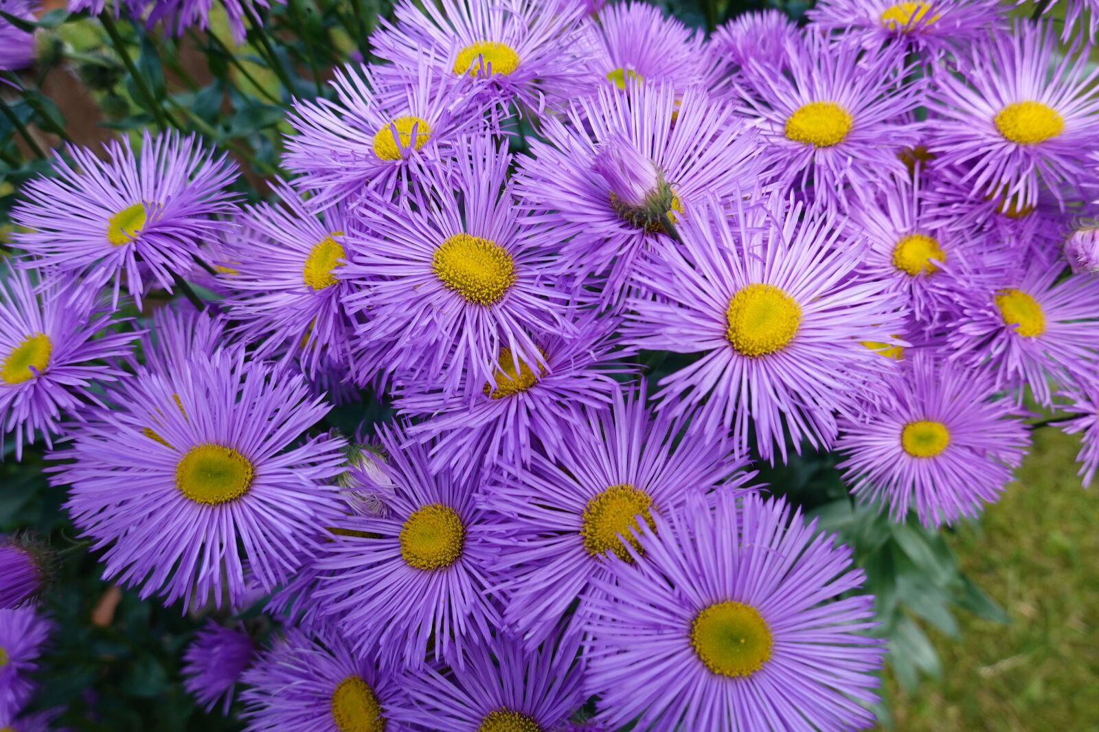 Sony DSC-RX100M7 sample photo. Flowers, nature, garden photography