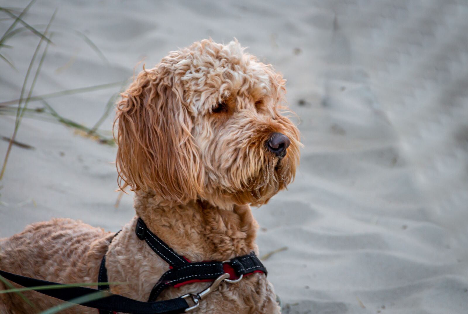 Canon EOS 650D (EOS Rebel T4i / EOS Kiss X6i) sample photo. Dog, animal, vigilant photography