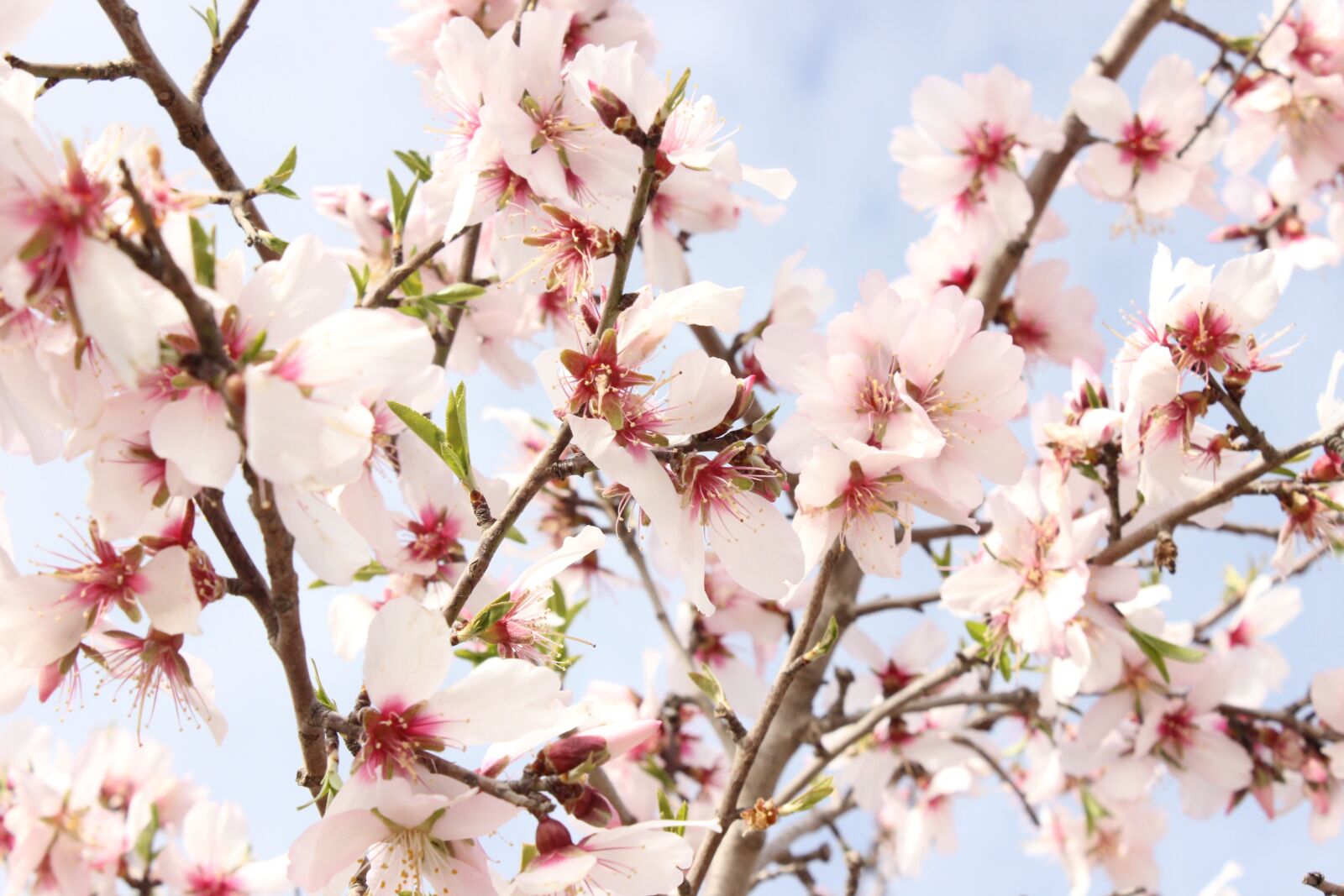 Canon EOS 600D (Rebel EOS T3i / EOS Kiss X5) sample photo. Flower, almond tree, nature photography