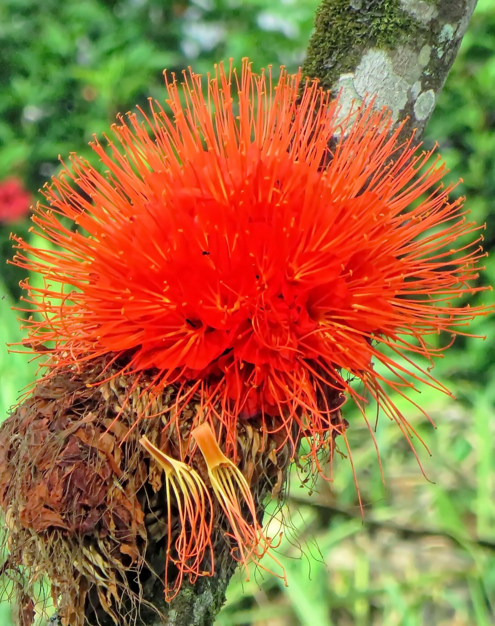 Canon PowerShot SX270 HS sample photo. Ecuador, epiphyte, plant photography