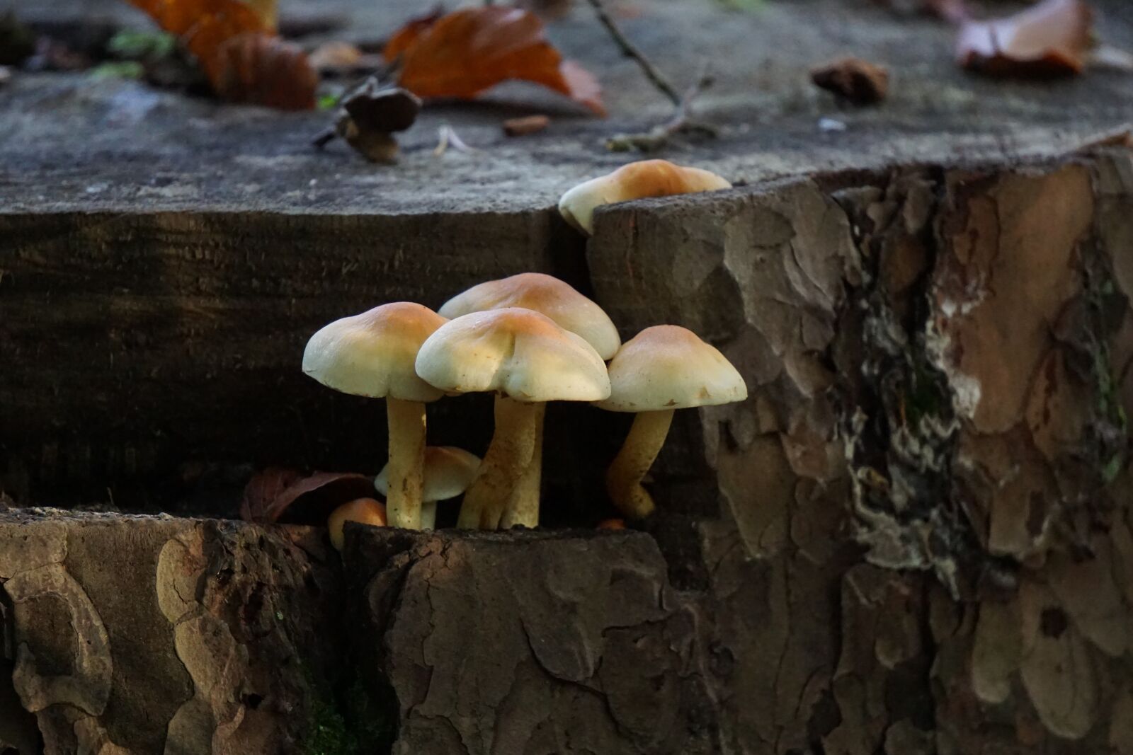 Sony E 55-210mm F4.5-6.3 OSS sample photo. Mushrooms, tree, forest photography
