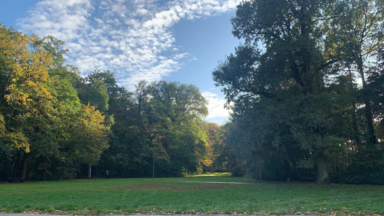 Apple iPhone XS Max sample photo. Germany, forest, trees photography