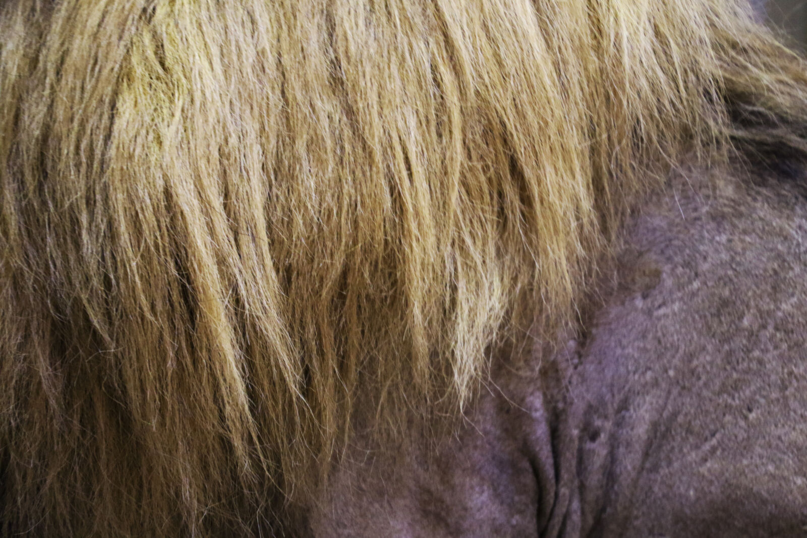 Canon EOS 7D Mark II sample photo. Africa, animal, animal, skin photography