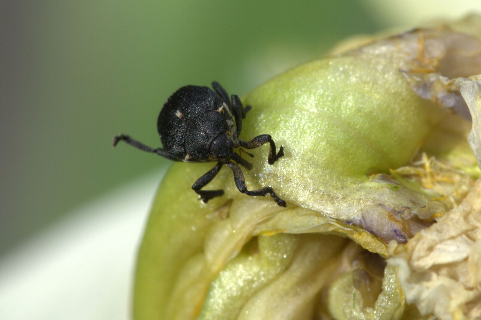 Nikon D5200 sample photo. Beetle, insect, macro photography