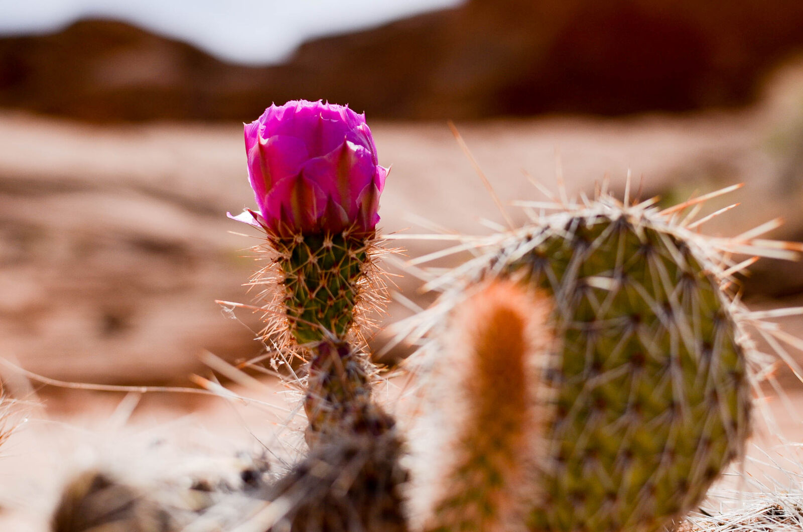 Nikon D7000 + Nikon AF-S DX Nikkor 35mm F1.8G sample photo. Cactus, flower, succulent photography