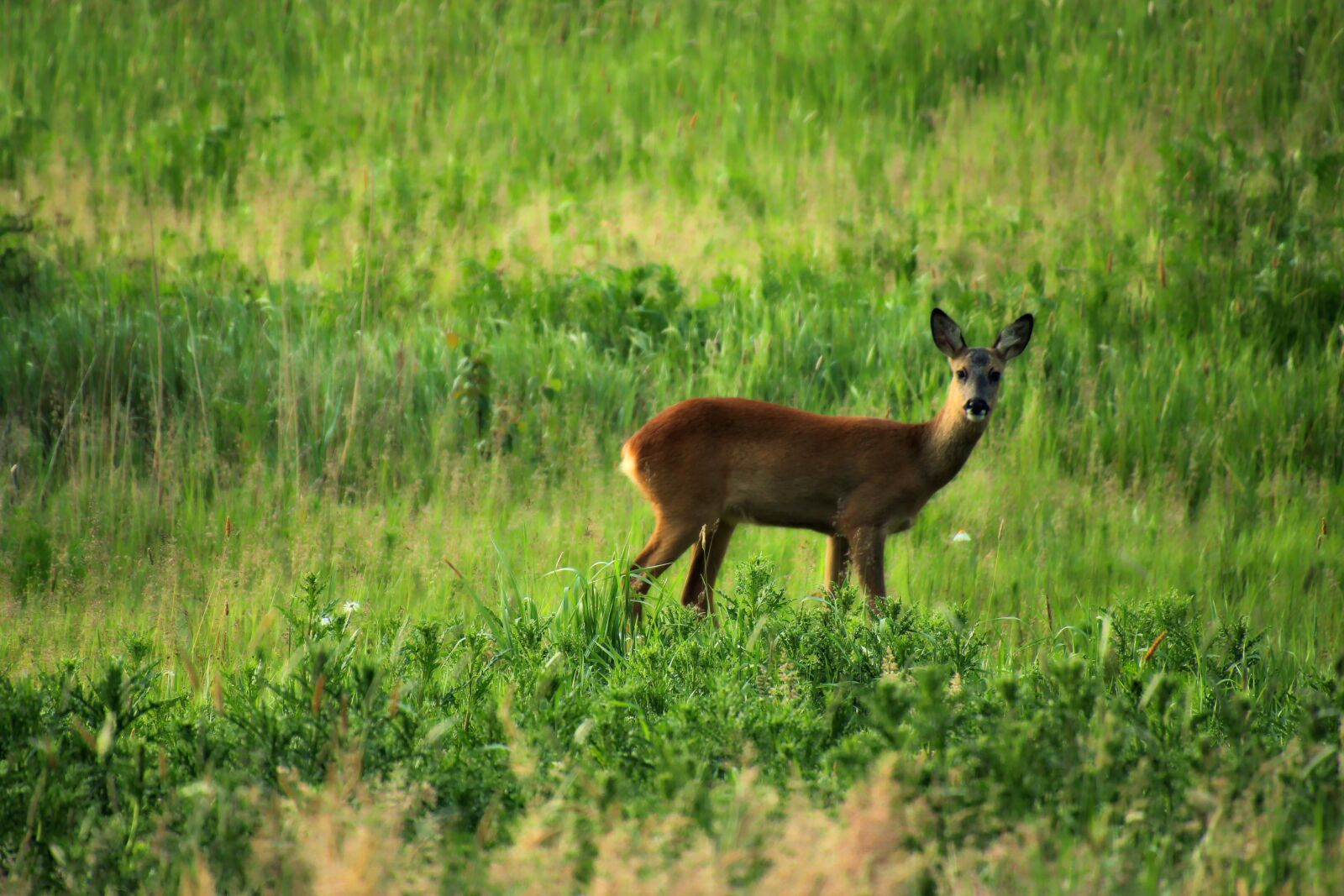 Canon EOS 1300D (EOS Rebel T6 / EOS Kiss X80) + Tamron 18-400mm F3.5-6.3 Di II VC HLD sample photo. Roe deer, wild, nature photography