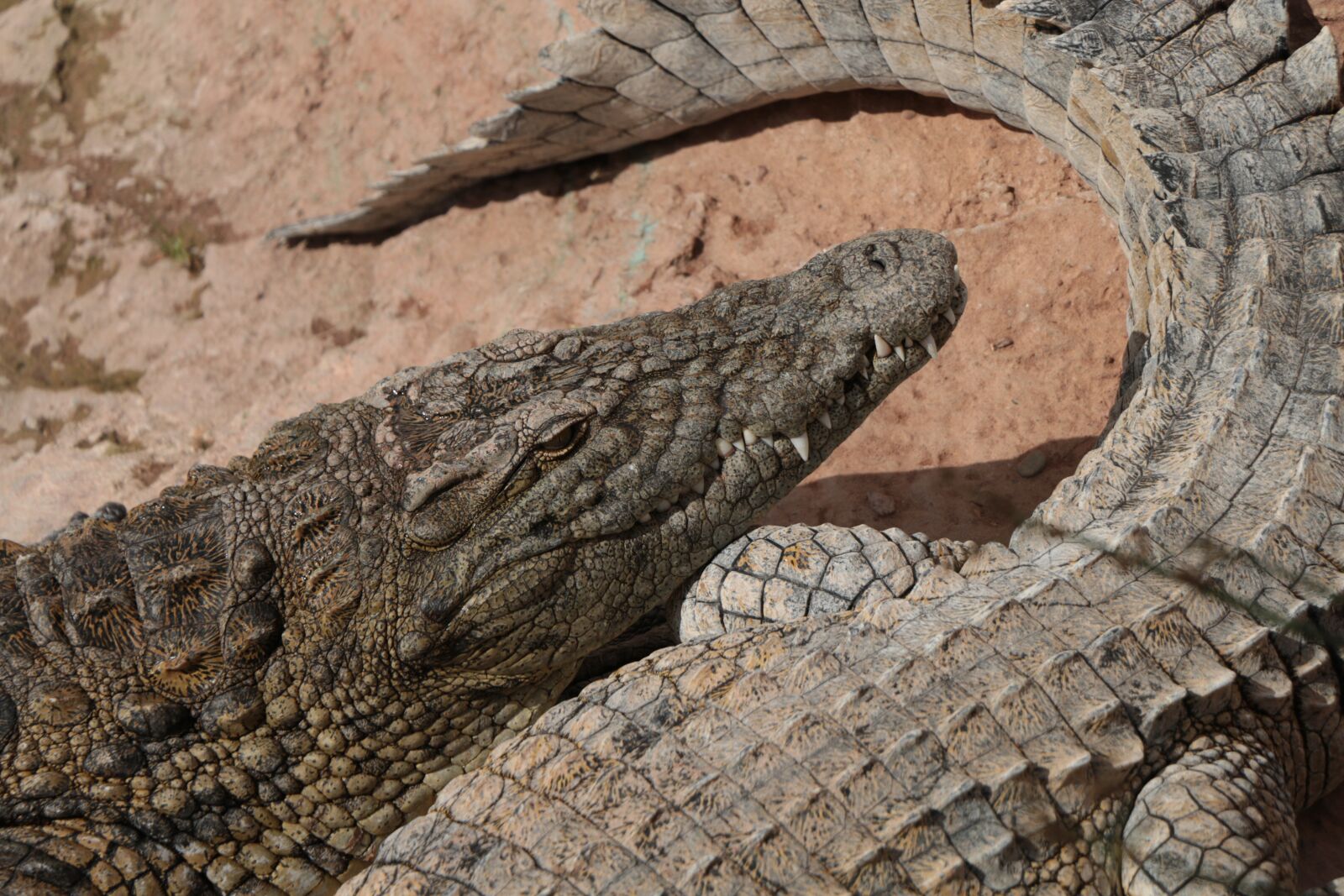 Canon EOS 70D sample photo. Africa, morocco, agadir photography