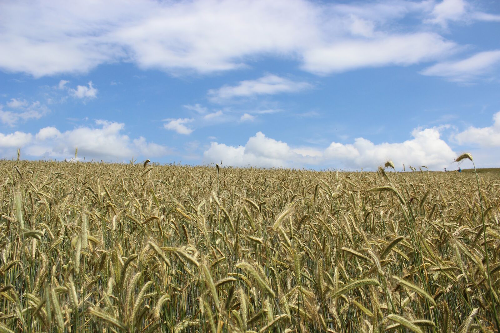Canon EOS 600D (Rebel EOS T3i / EOS Kiss X5) sample photo. Cornfield, grain, g photography