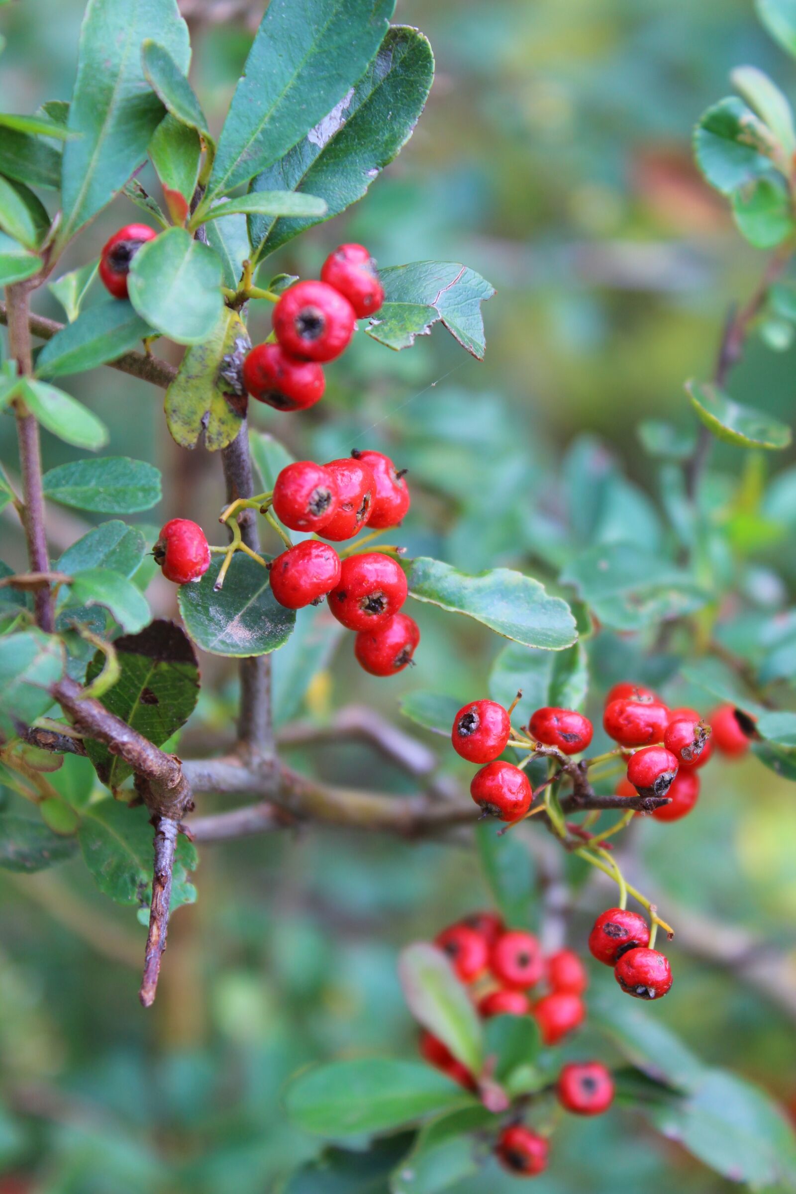Canon EOS 600D (Rebel EOS T3i / EOS Kiss X5) sample photo. Plant, fruit, pyracantha fortuneana photography