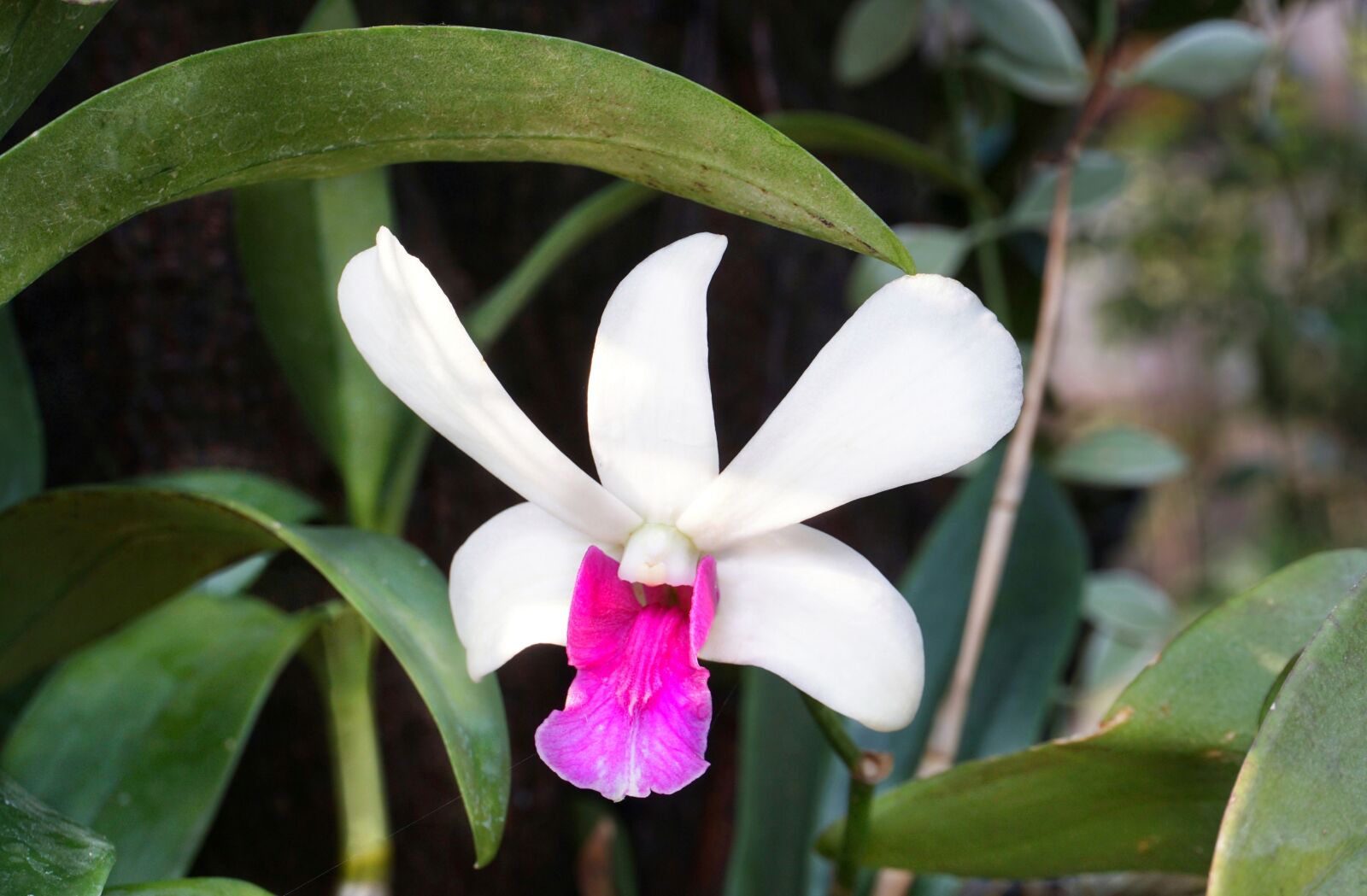 Sony a6300 sample photo. White, purple, red photography