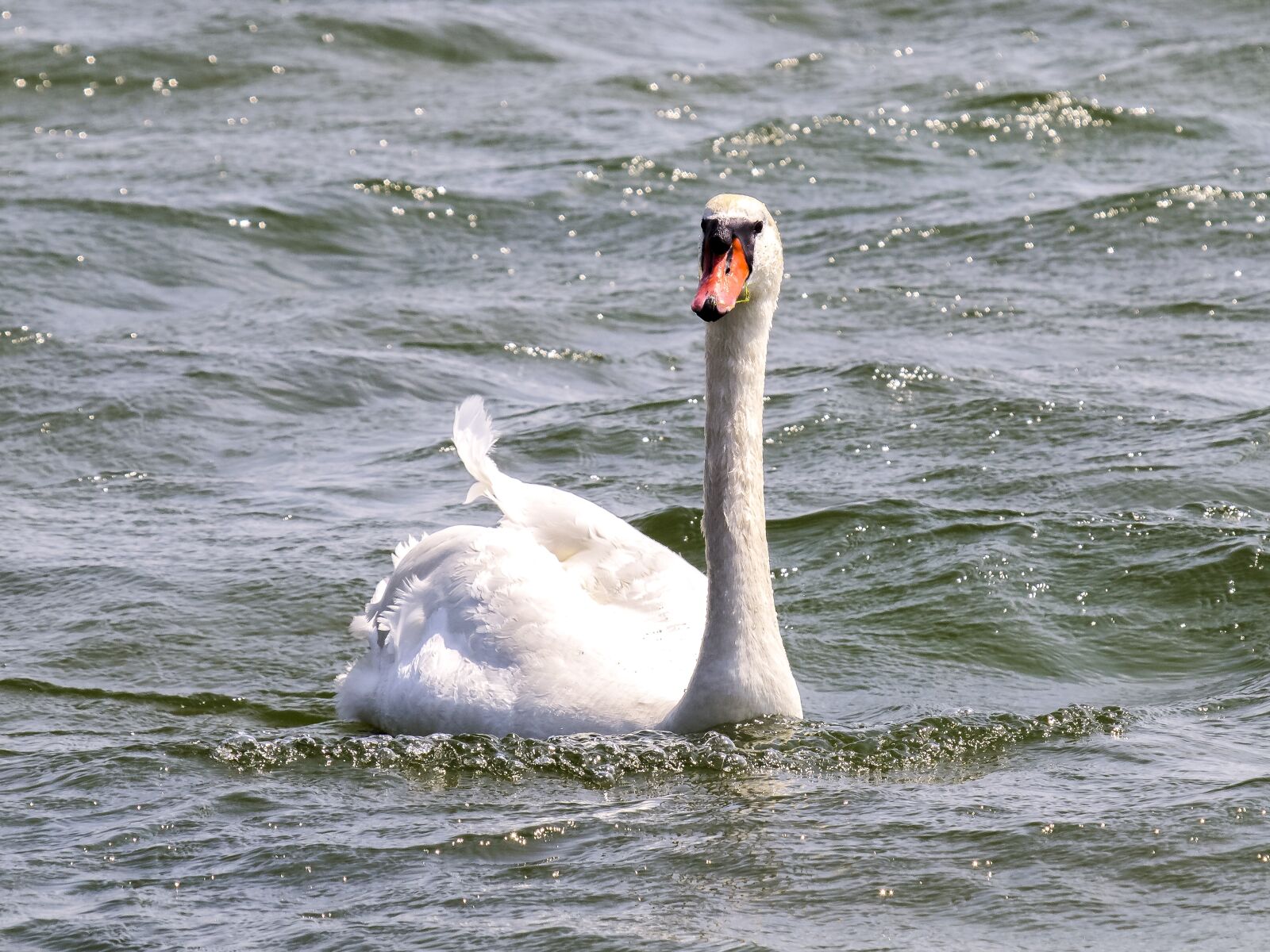 Olympus E-5 sample photo. Mute swan, swan, bird photography