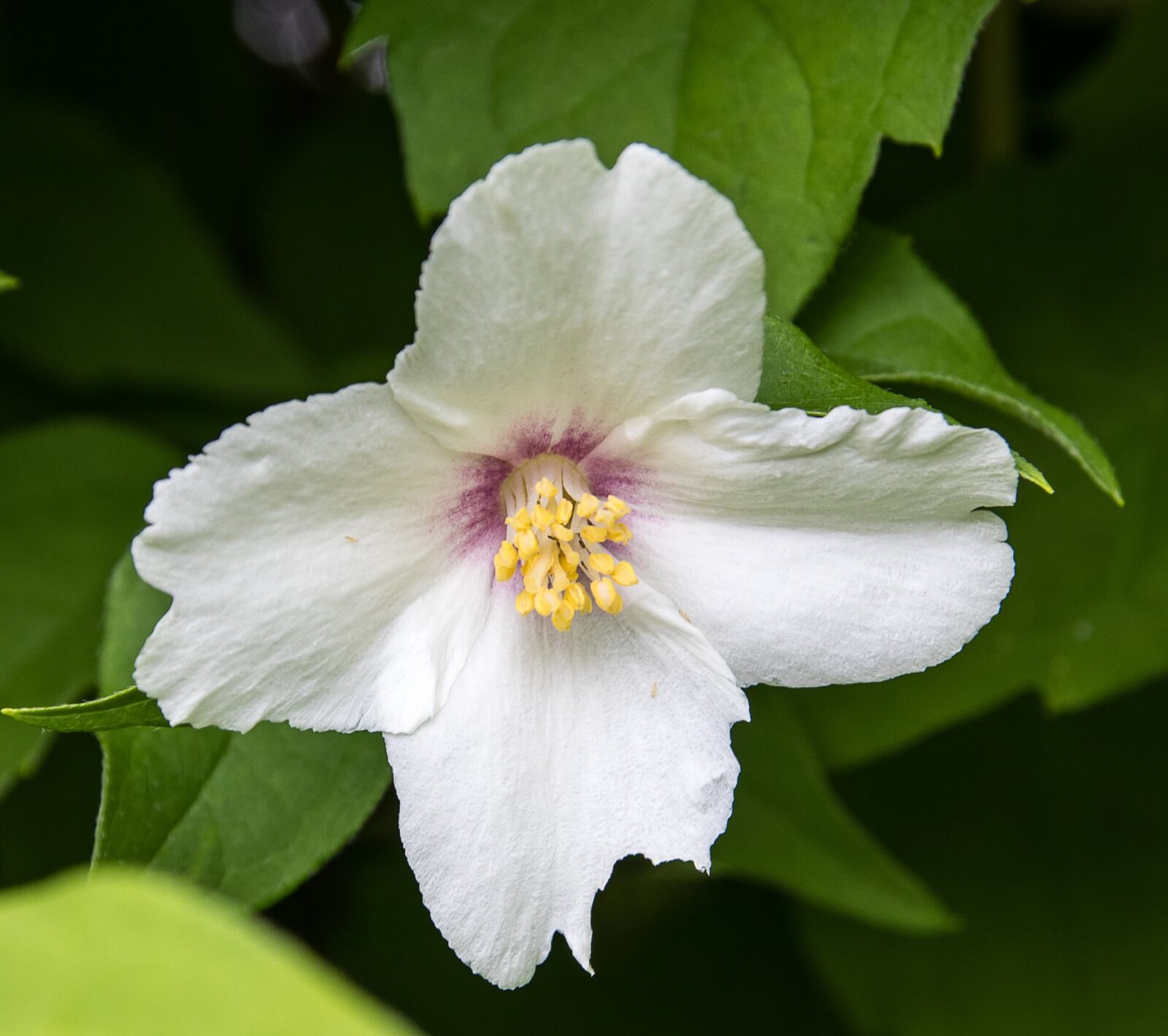 Canon EOS 80D sample photo. Blossom, bloom, plant photography