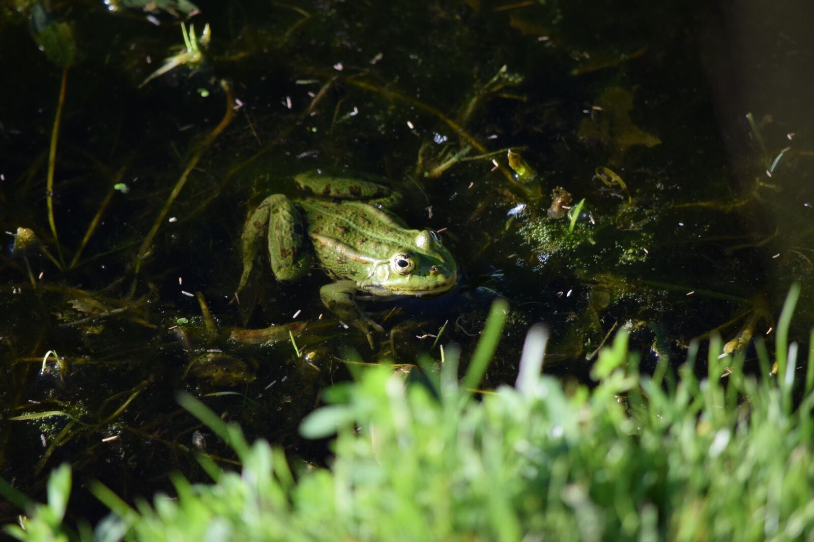 Nikon D5300 sample photo. Frog, green, pond photography