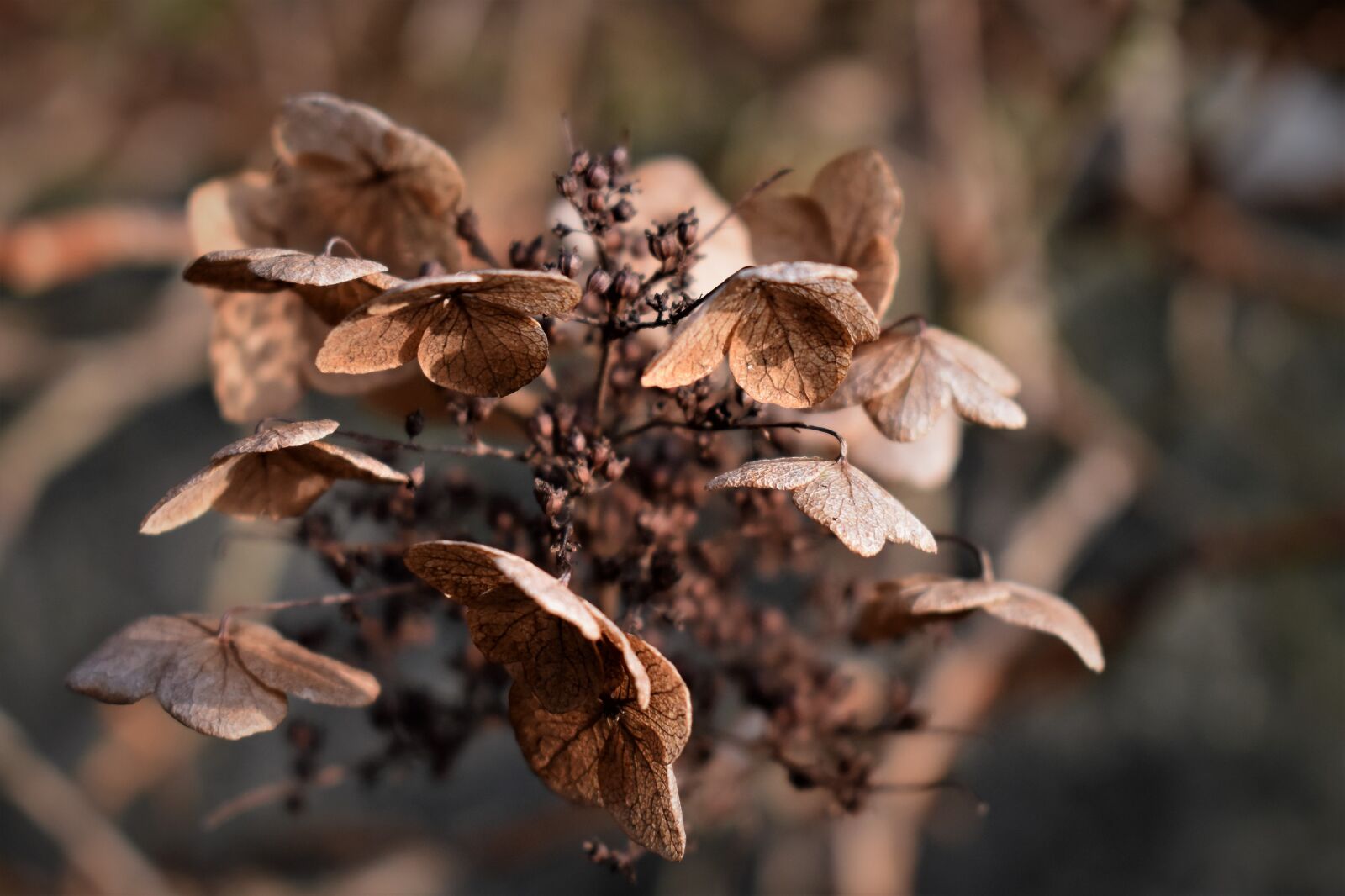 Nikon D5500 sample photo. Flowers, dried, plant photography