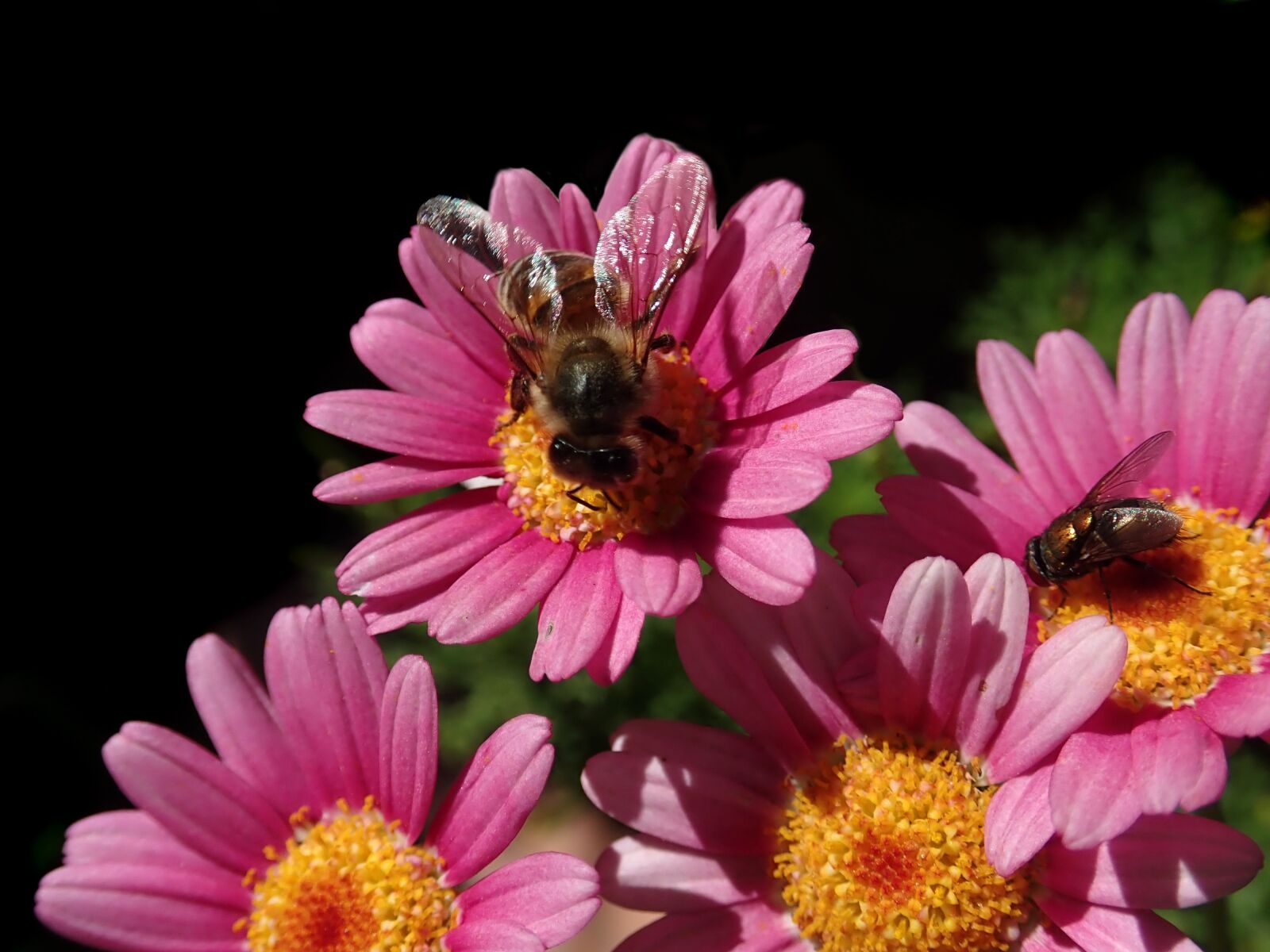 Olympus TG-5 sample photo. Bee, fly, insects photography