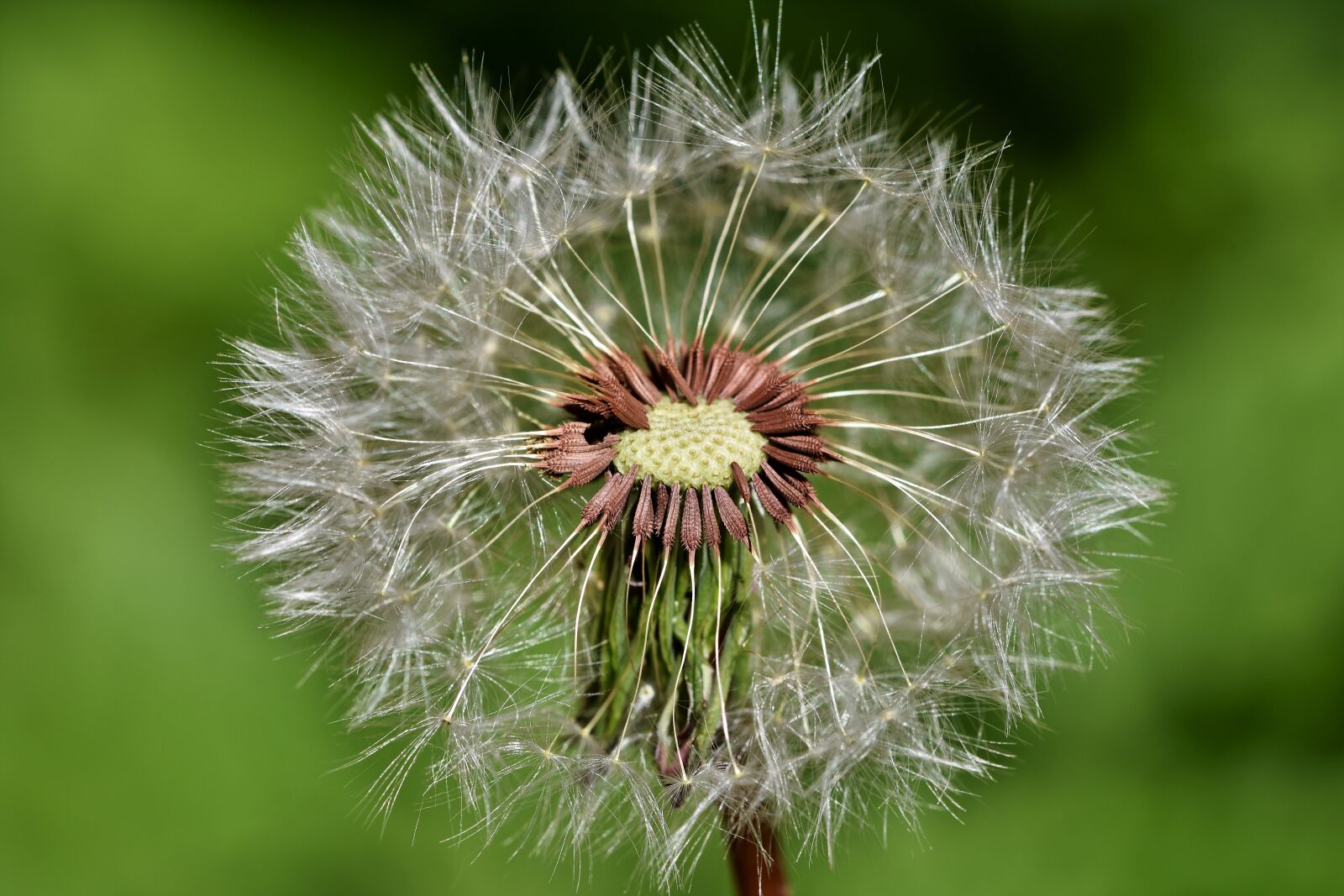 Nikon D7200 sample photo. Dandelion, seeds, pointed flower photography