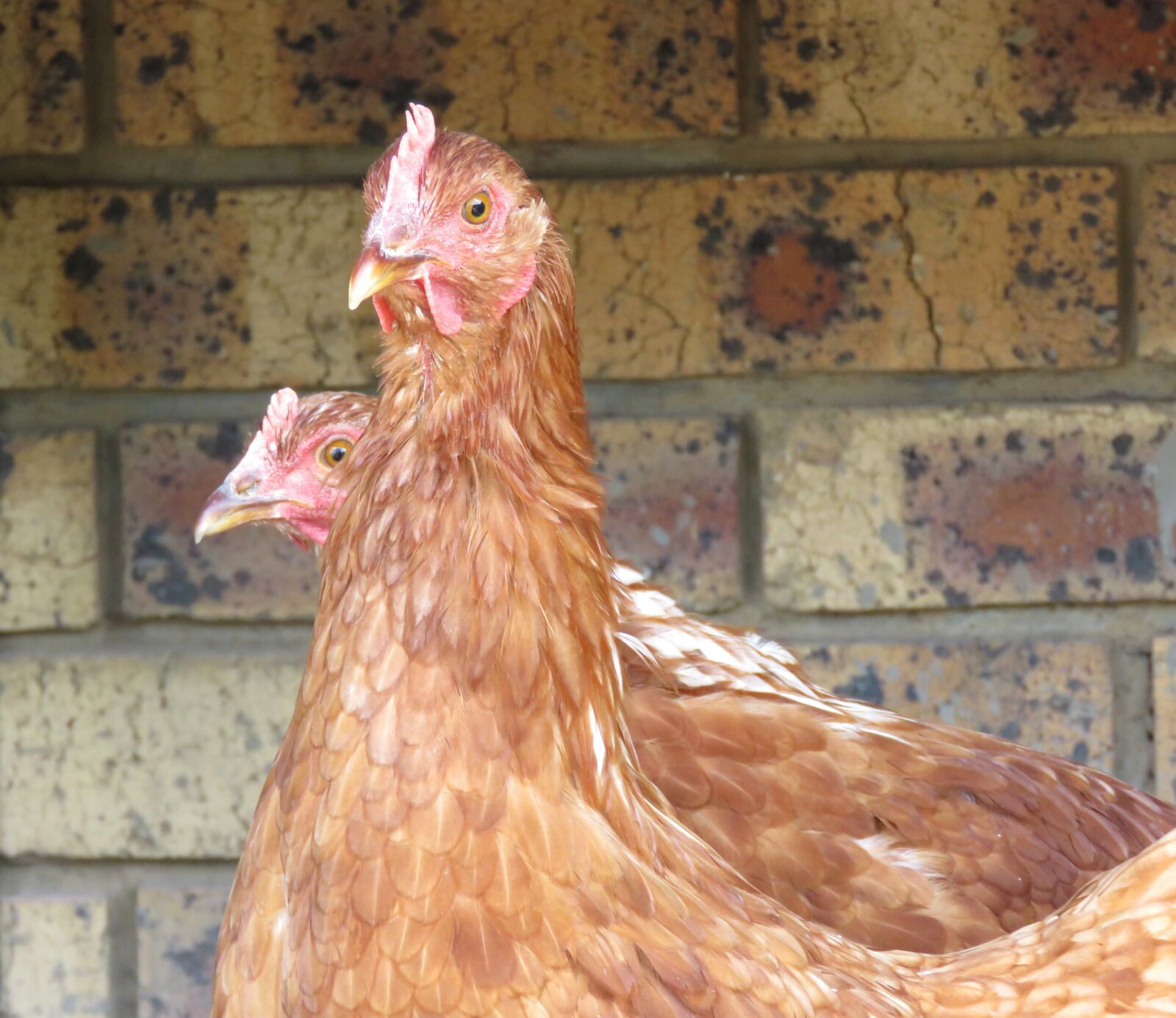 Canon PowerShot SX60 HS sample photo. Farm, chickens, hens photography