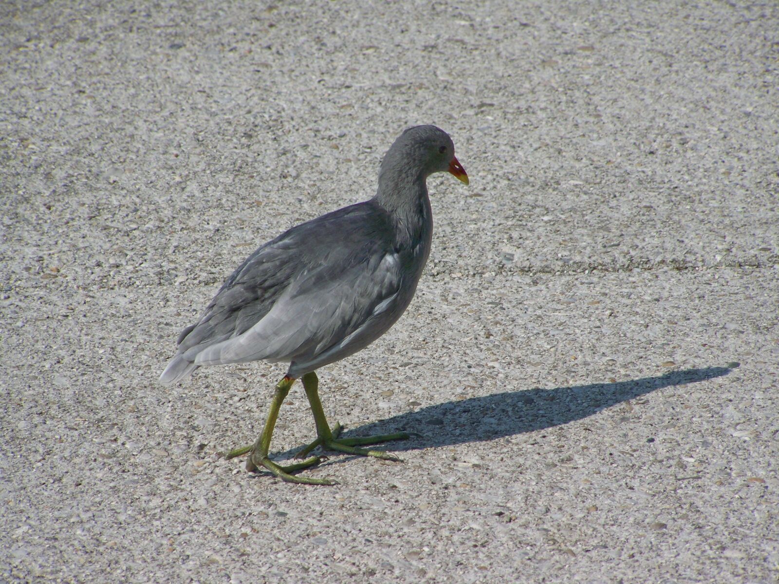 Kodak EASYSHARE ZD710 ZOOM DIGITAL CAMERA sample photo. Water hen, waterfowl, grey photography