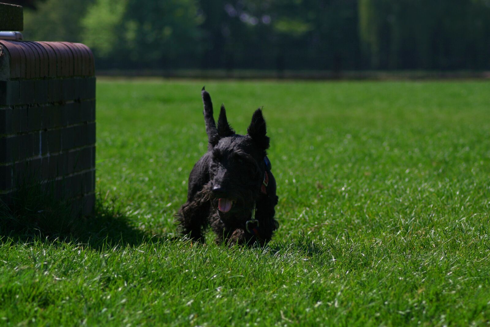 Canon EOS 350D (EOS Digital Rebel XT / EOS Kiss Digital N) sample photo. Dog, small, scottish terrier photography