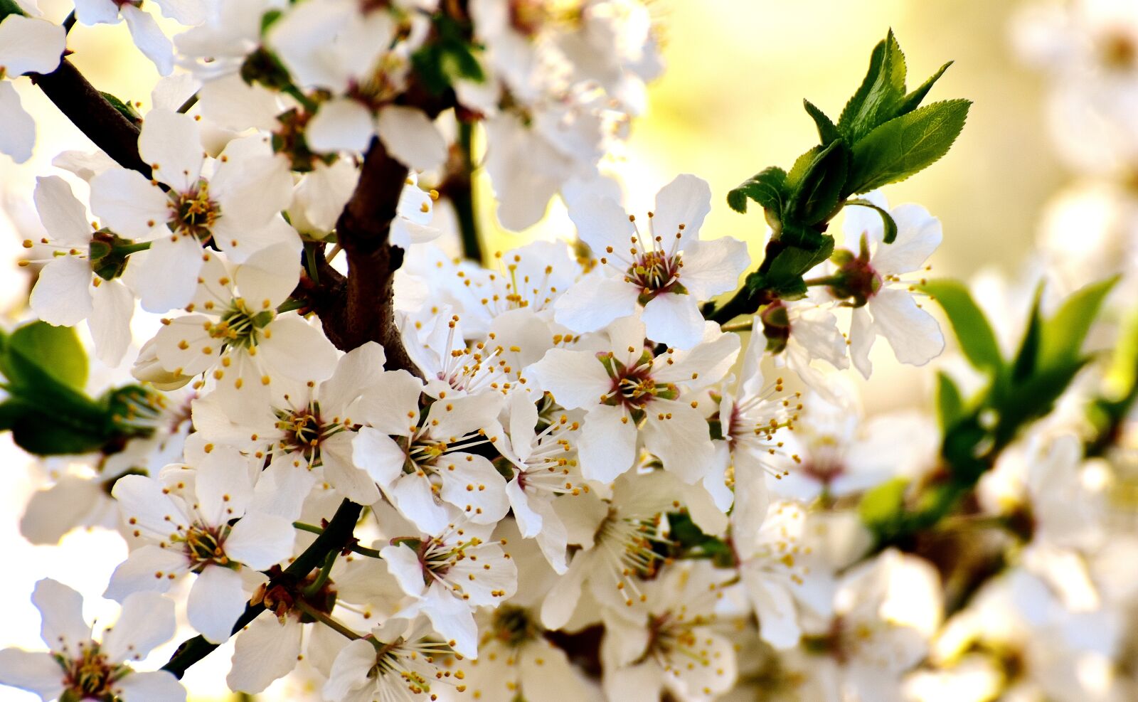 Nikon D7200 sample photo. Spring, blossom, bloom photography