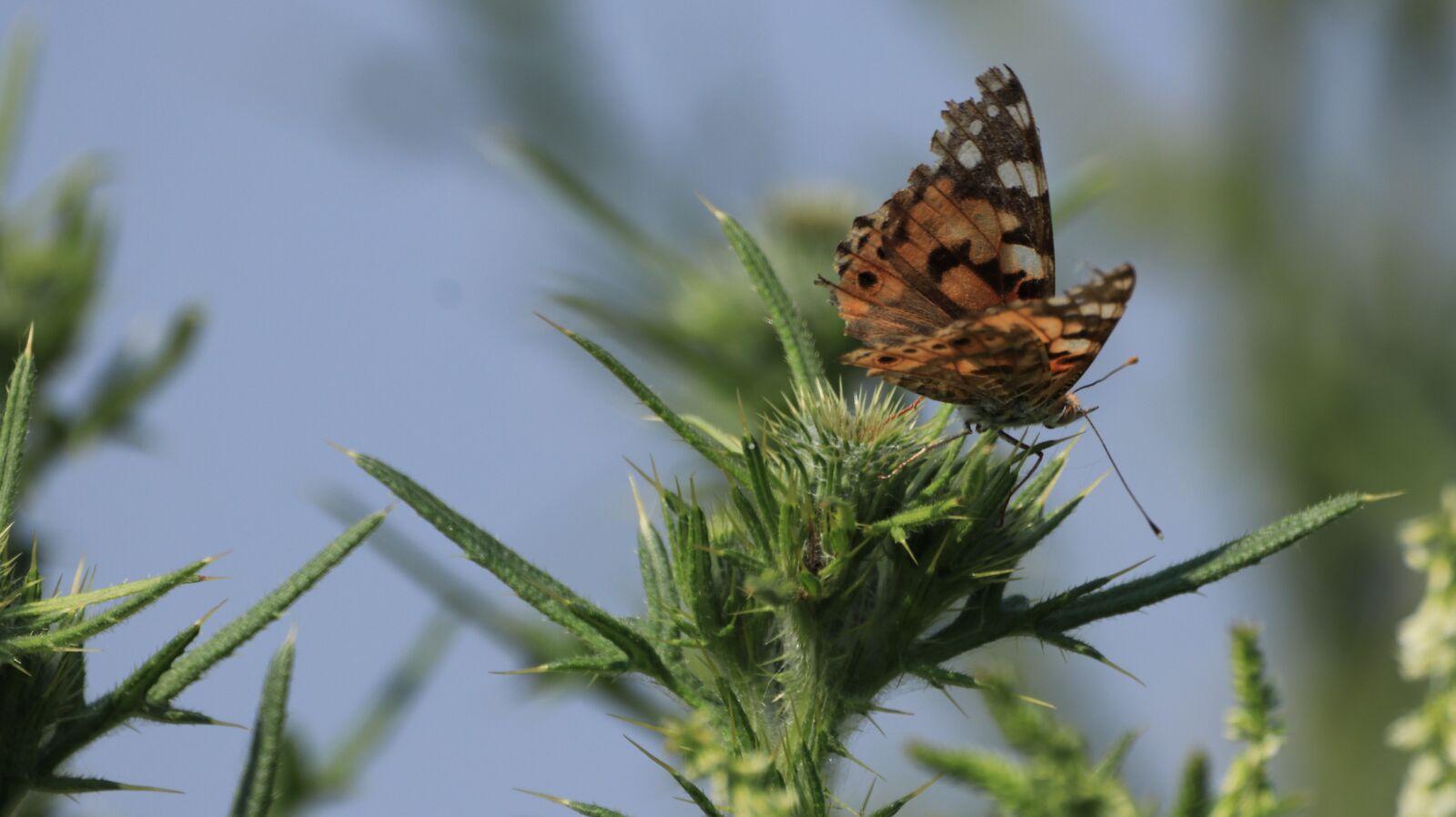 150-600mm F5-6.3 DG OS HSM | Contemporary 015 sample photo. Butterfly, plant, nature photography