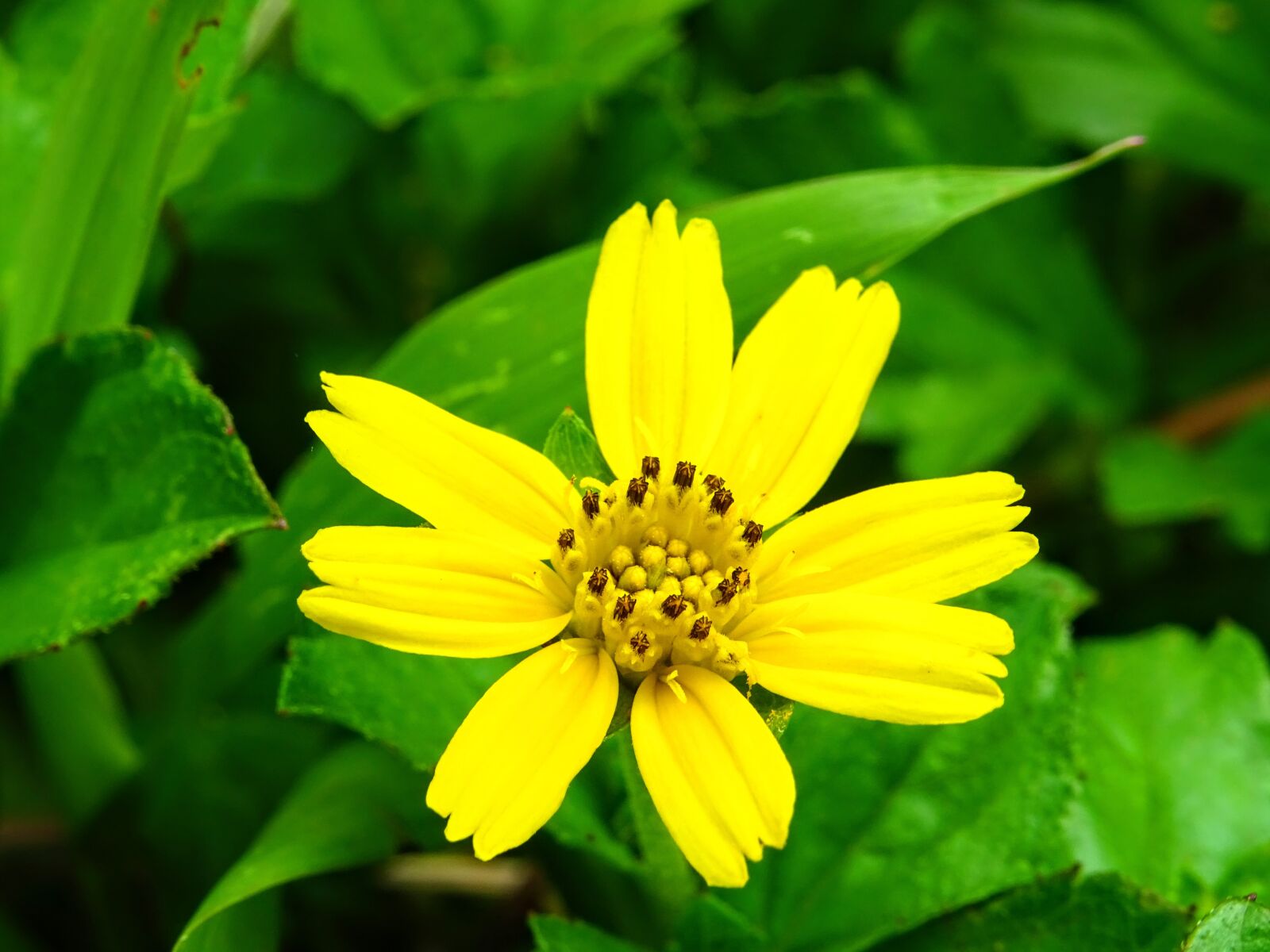 Sony DSC-HX60 sample photo. Flower, yellow, nature photography